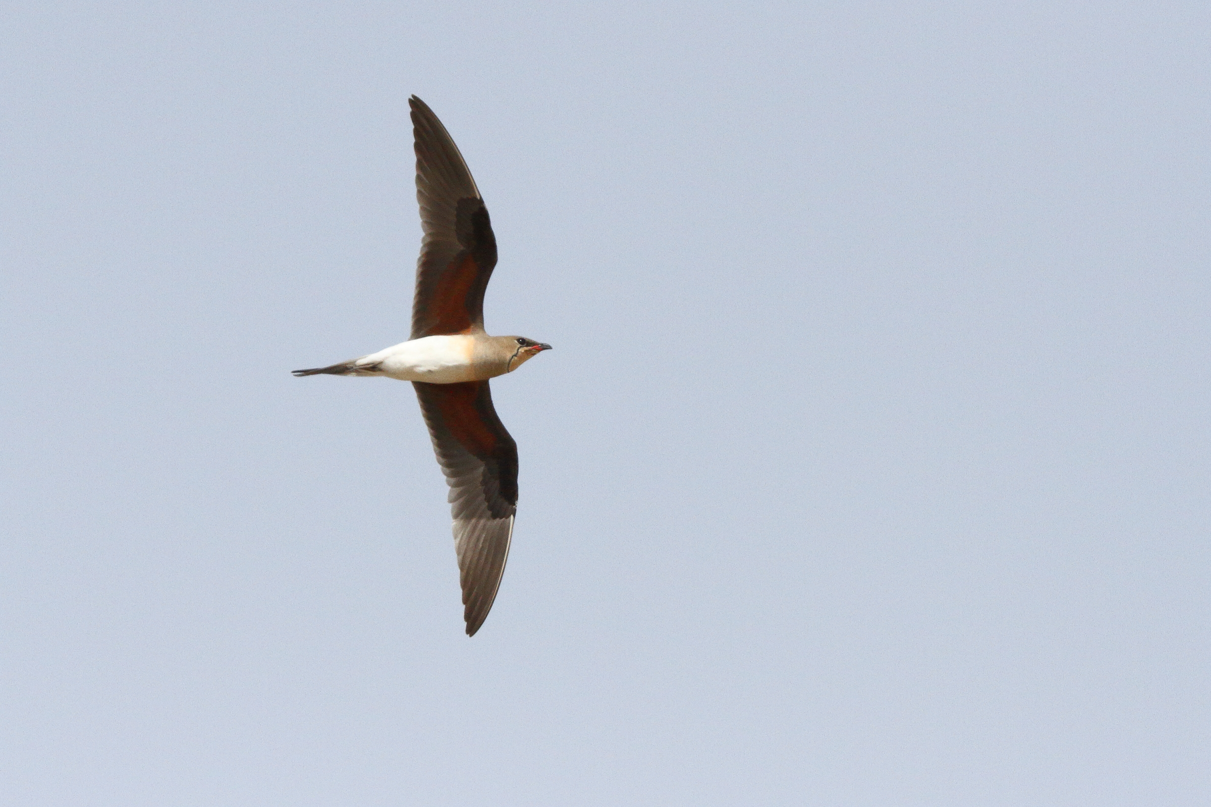 Collared Pratincole. Qatar, 19 March 2014 © Neil G. Morris.