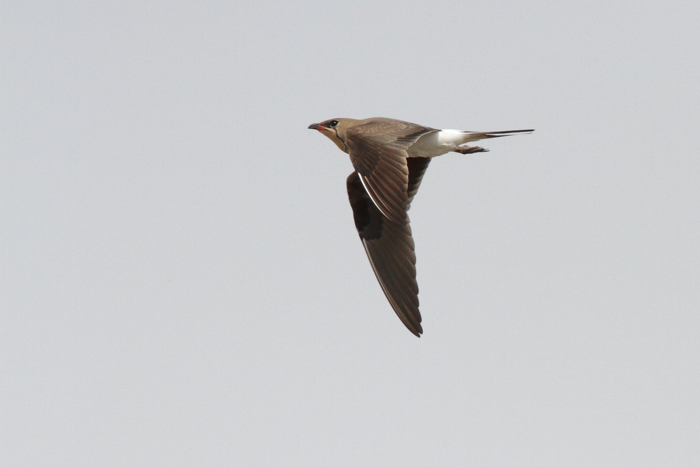 Collared Pratincole. Qatar, 19 March 2014 © Neil G. Morris.