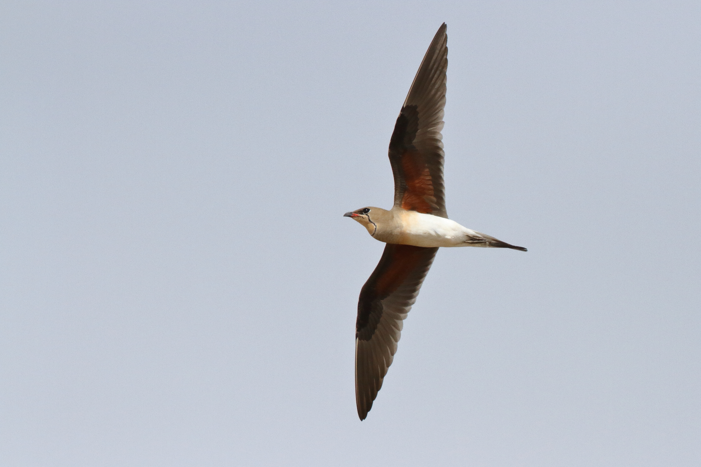 Collared Pratincole. Qatar, 19 March 2014 © Neil G. Morris.