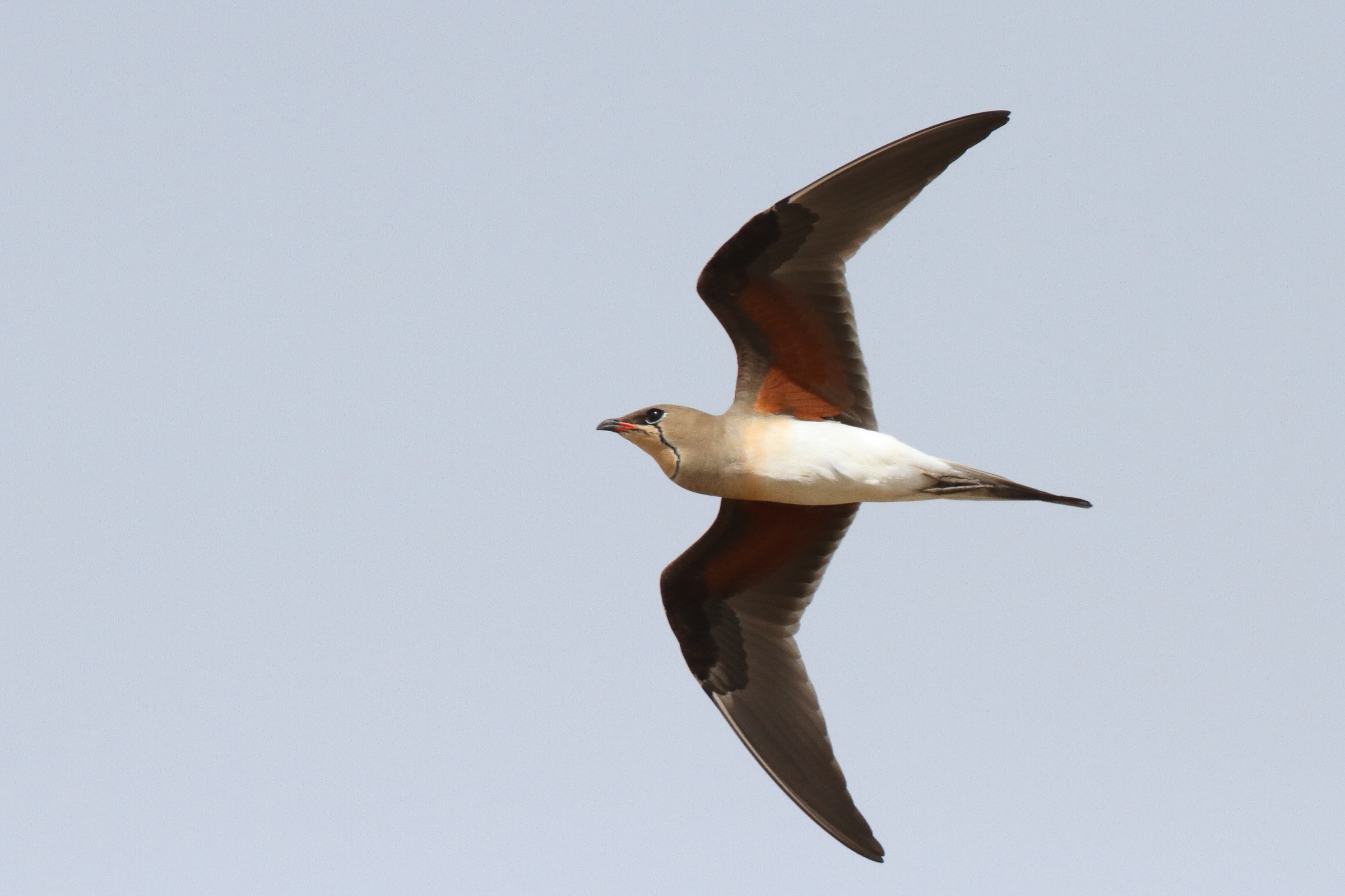 Collared Pratincole. Qatar, 19 March 2014 © Neil G. Morris.