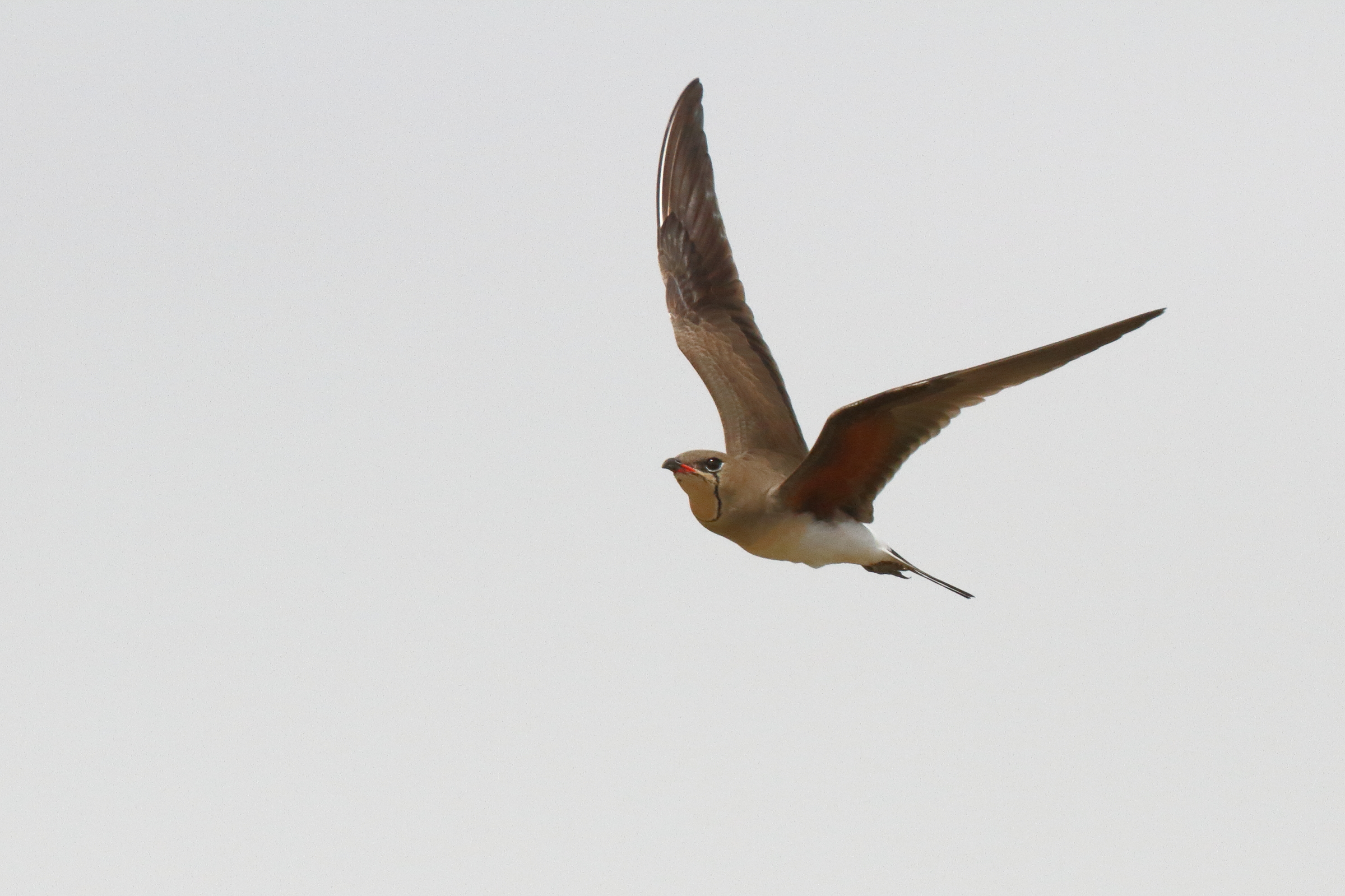 Collared Pratincole. Qatar, 19 March 2014 © Neil G. Morris.