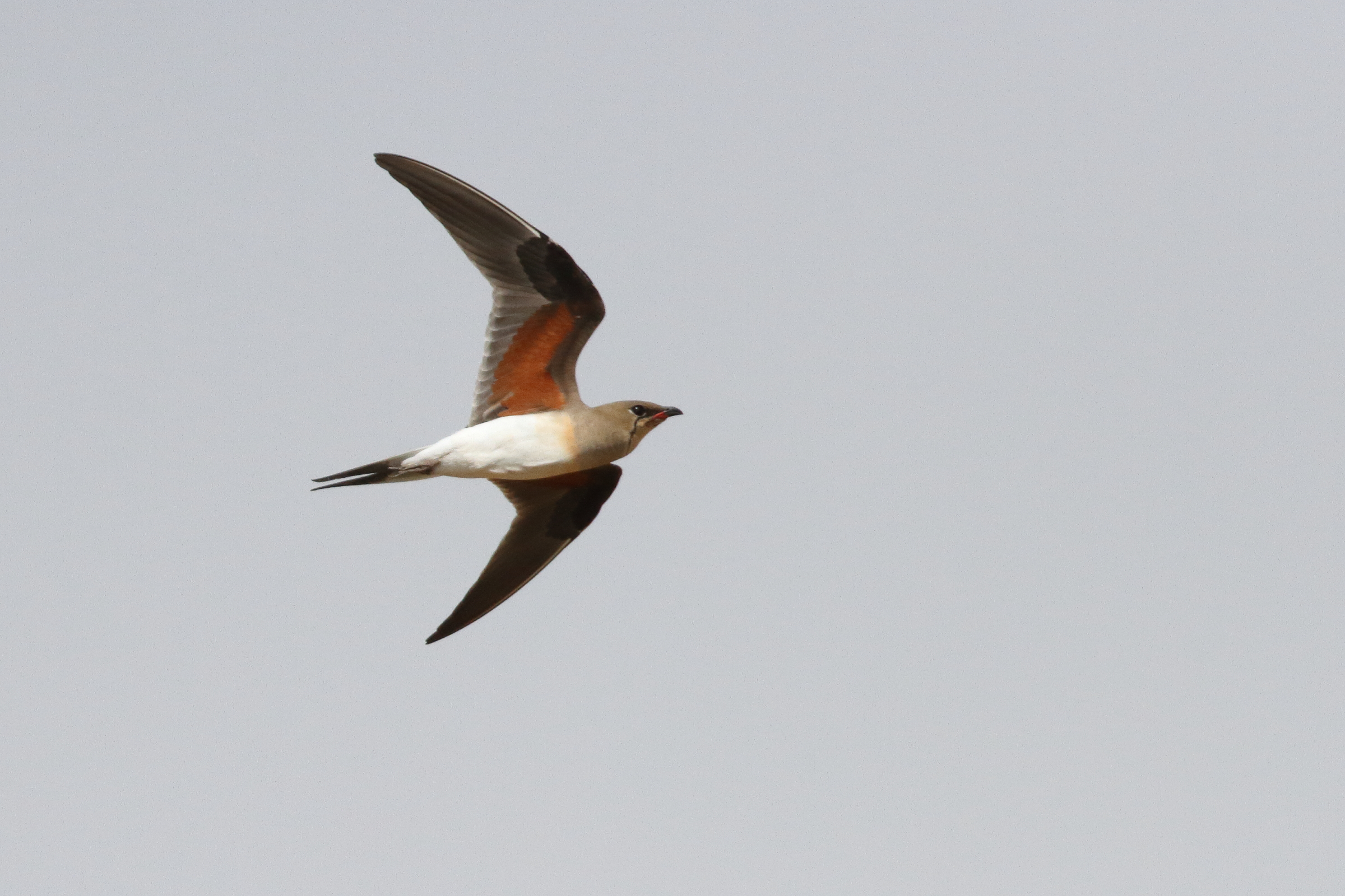 Collared Pratincole. Qatar, 19 March 2014 © Neil G. Morris.