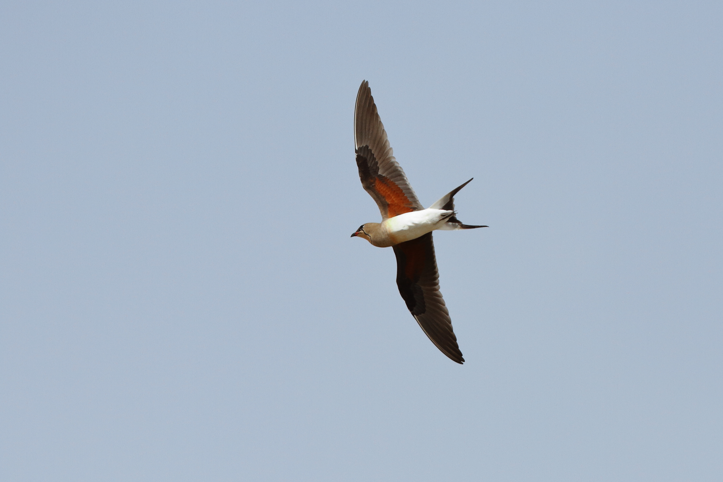 Collared Pratincole. Qatar, 19 March 2014 © Neil G. Morris.