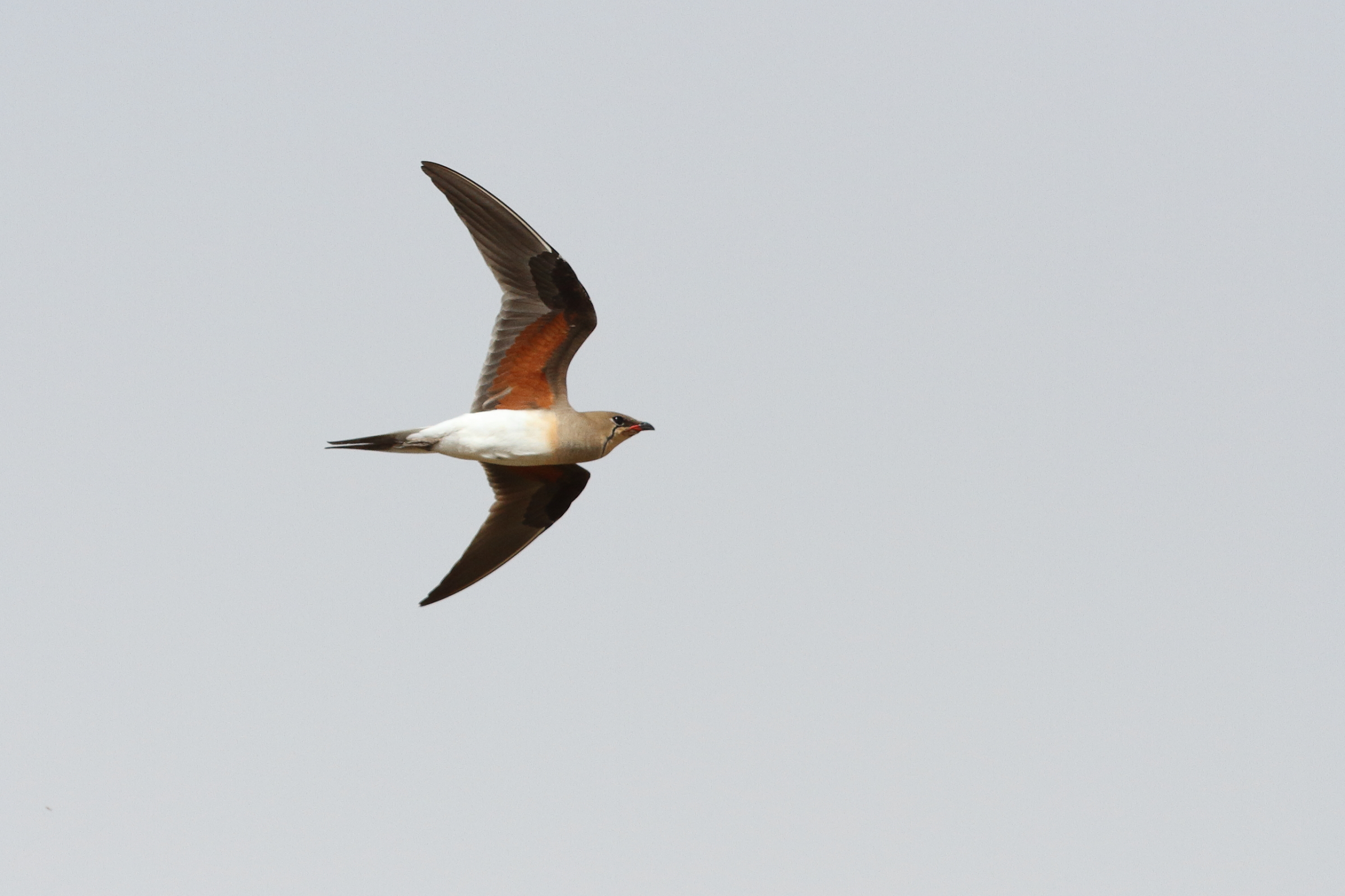 Collared Pratincole. Qatar, 19 March 2014 © Neil G. Morris.