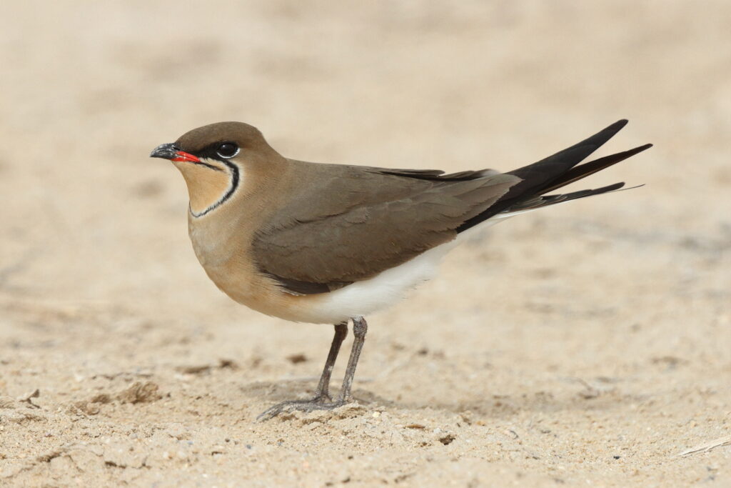 Collared Pratincole. Qatar, 03 April 2014 © Neil G. Morris.