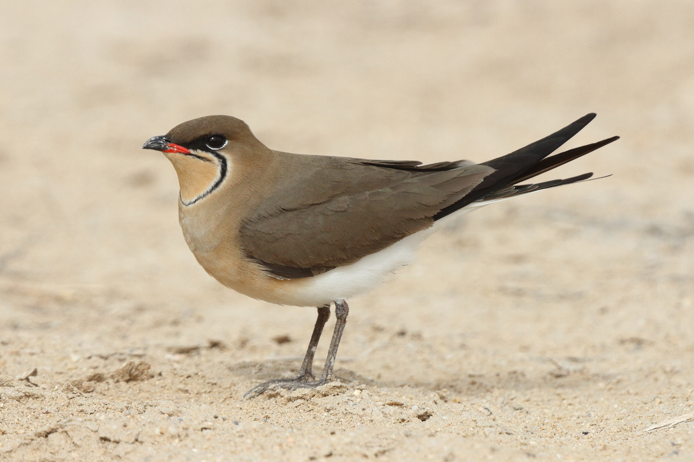 Collared Pratincole. Qatar, 03 April 2014 © Neil G. Morris.