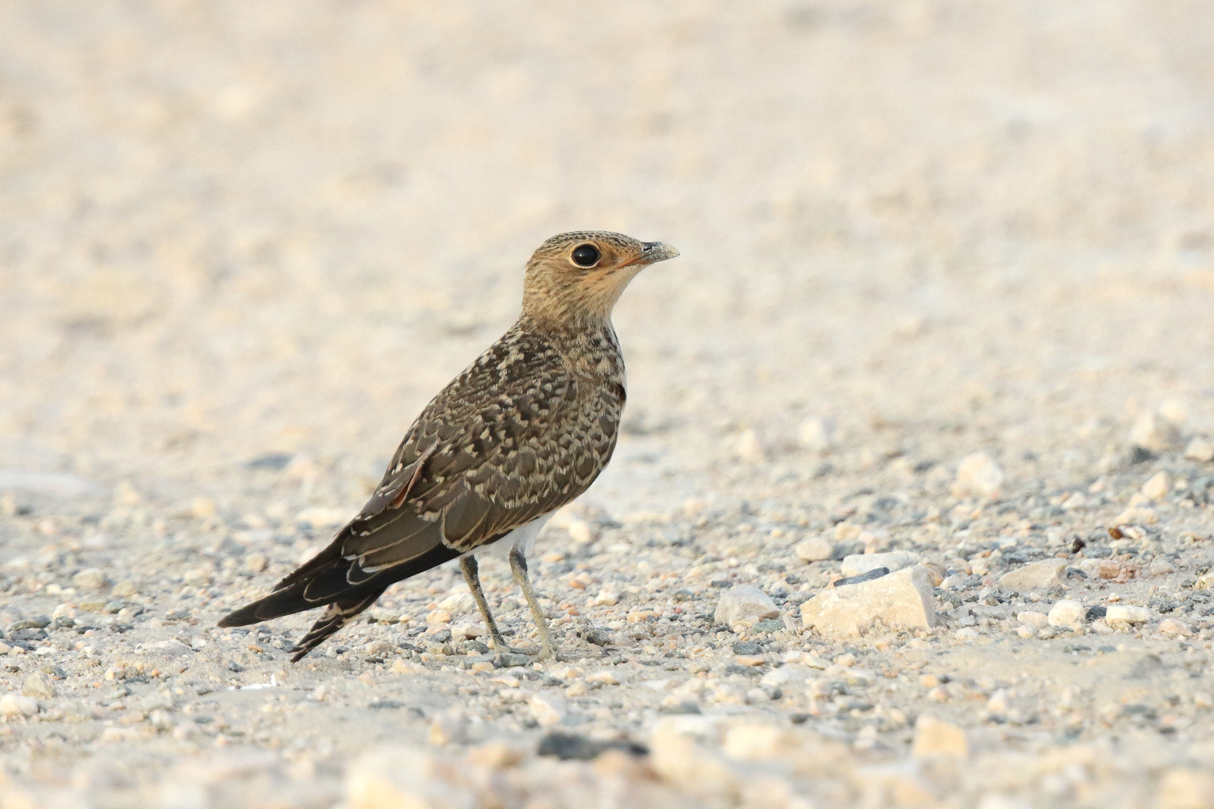 Collared Pratincole. Qatar, 14 June 2014 © Neil G. Morris.