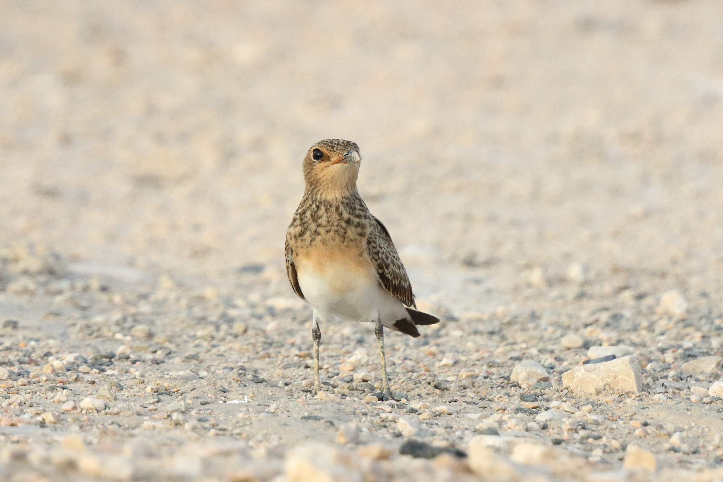 Collared Pratincole. Qatar, 14 June 2014 © Neil G. Morris.
