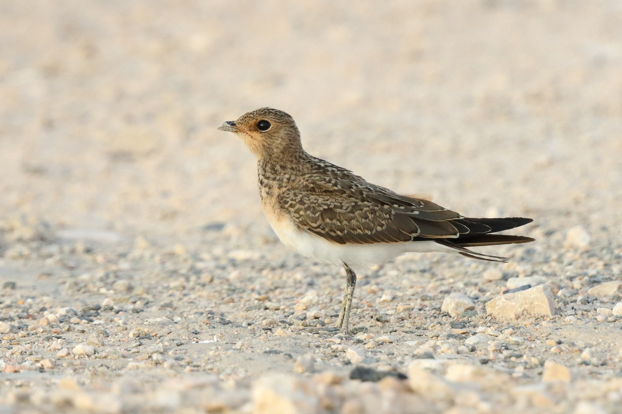 Collared Pratincole. Qatar, 14 June 2014 © Neil G. Morris.