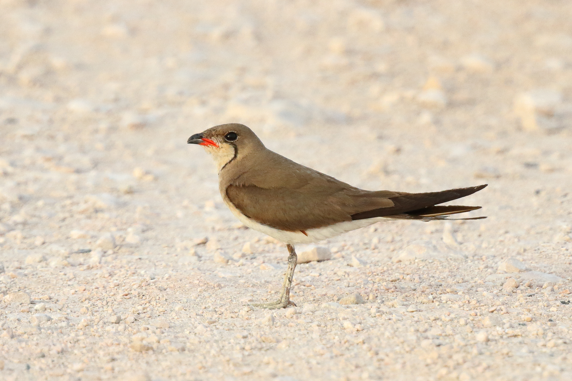 Collared Pratincole. Qatar, 14 June 2014 © Neil G. Morris.