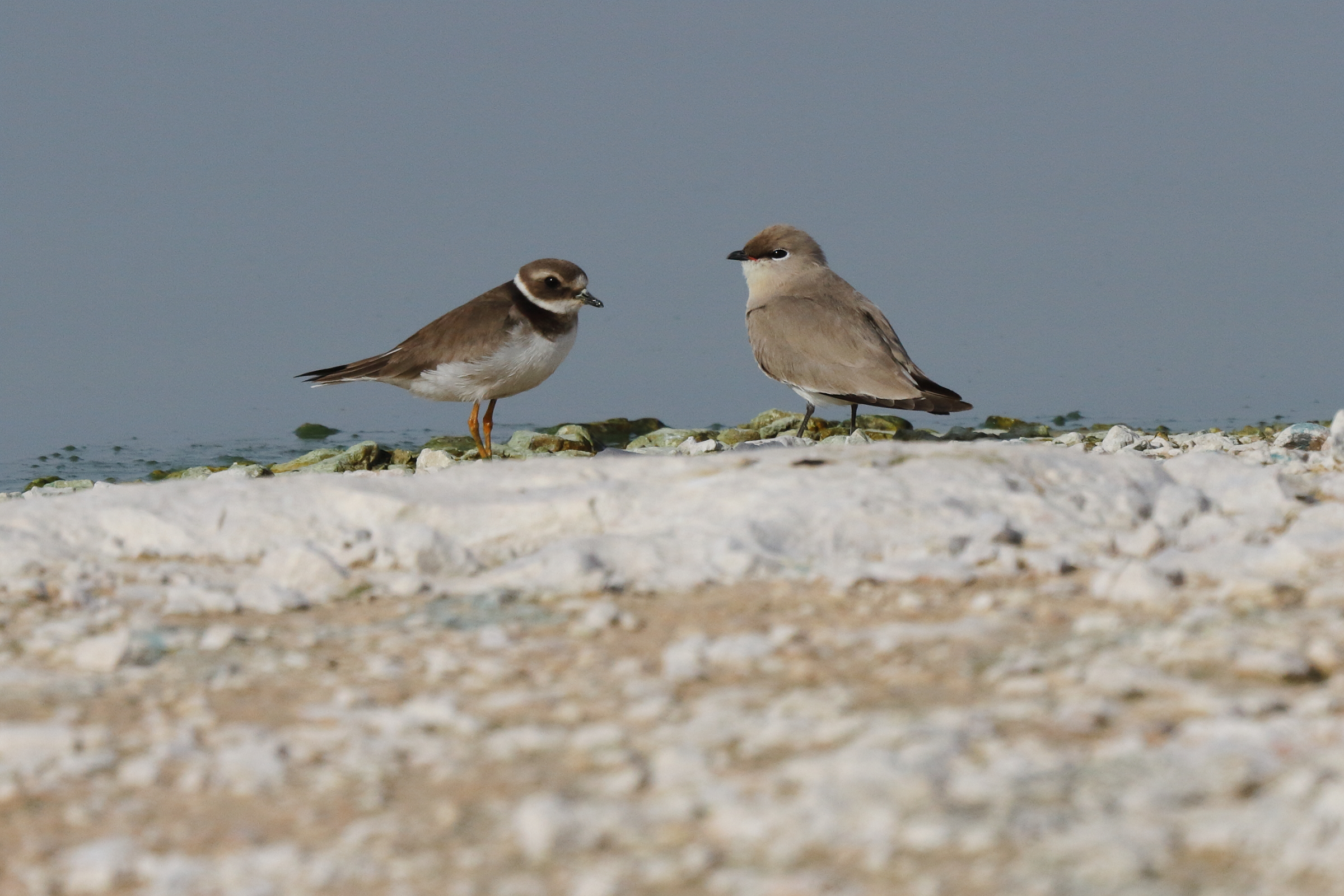 Small Pratincole. Qatar, 25 January 2013 © Neil G. Morris.