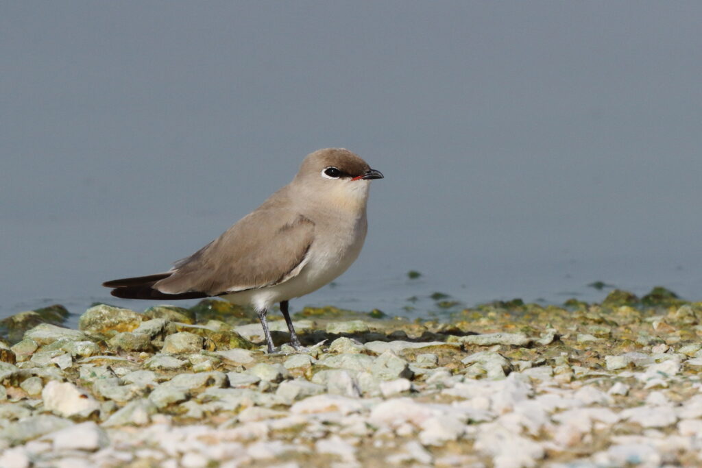 Small Pratincole. Qatar, 25 January 2013 © Neil G. Morris.