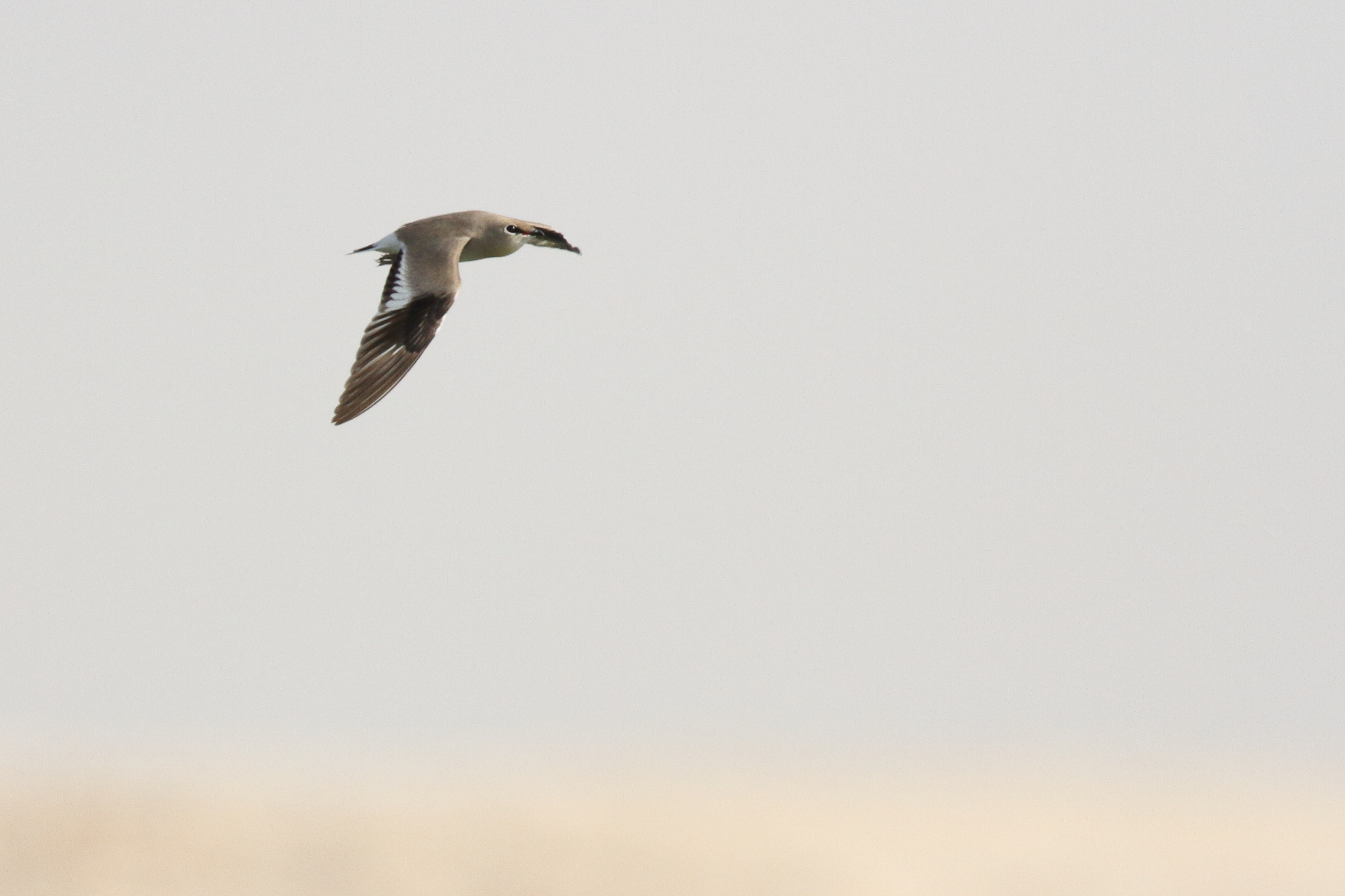 Small Pratincole. Qatar, 25 January 2013 © Neil G. Morris.