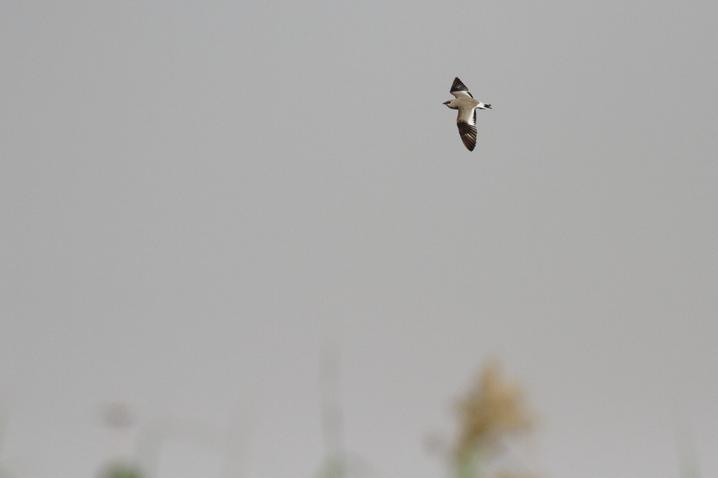 Small Pratincole. Qatar, 25 January 2013 © Neil G. Morris.