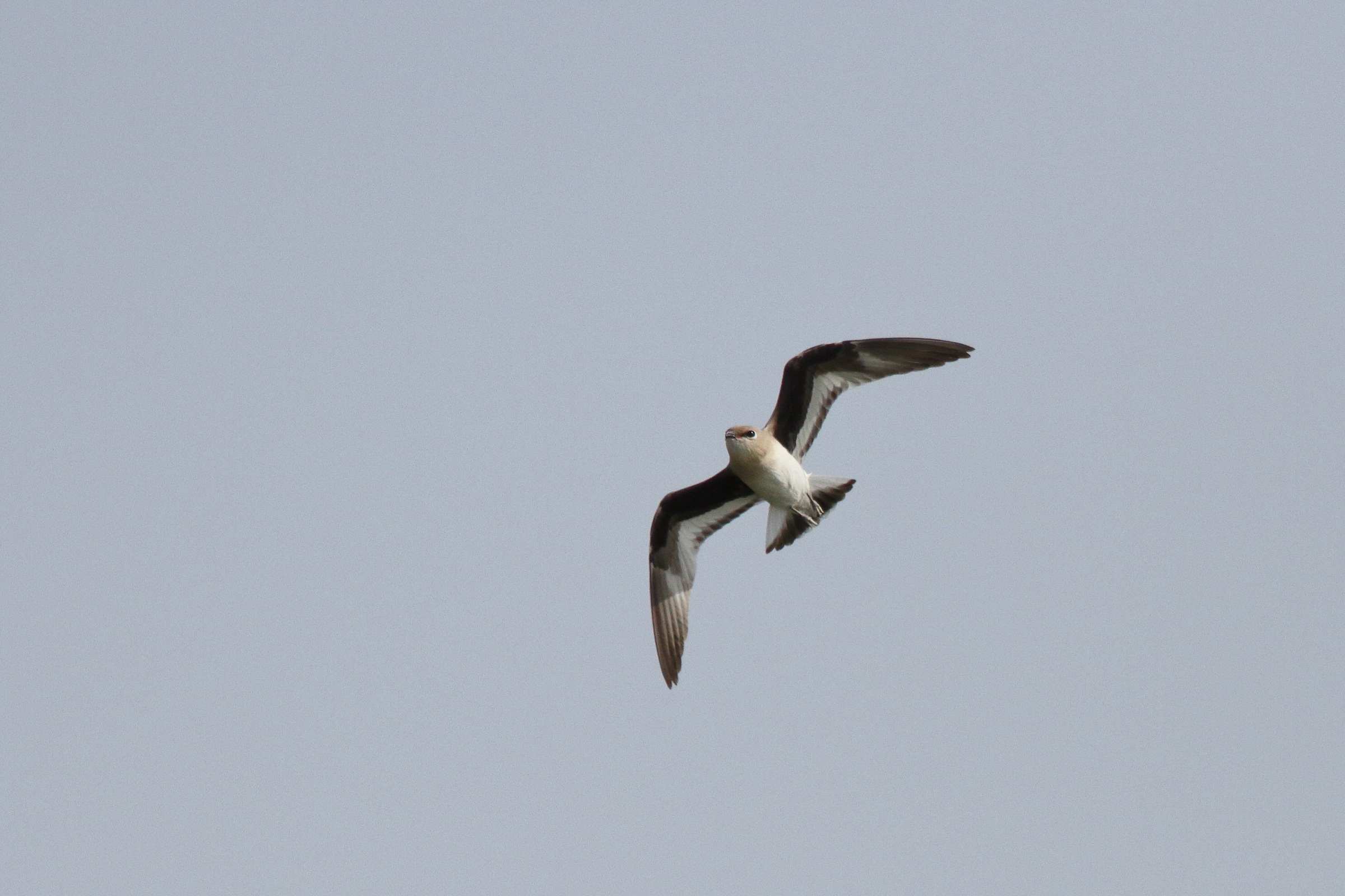 Small Pratincole. Qatar, 25 January 2013 © Neil G. Morris.
