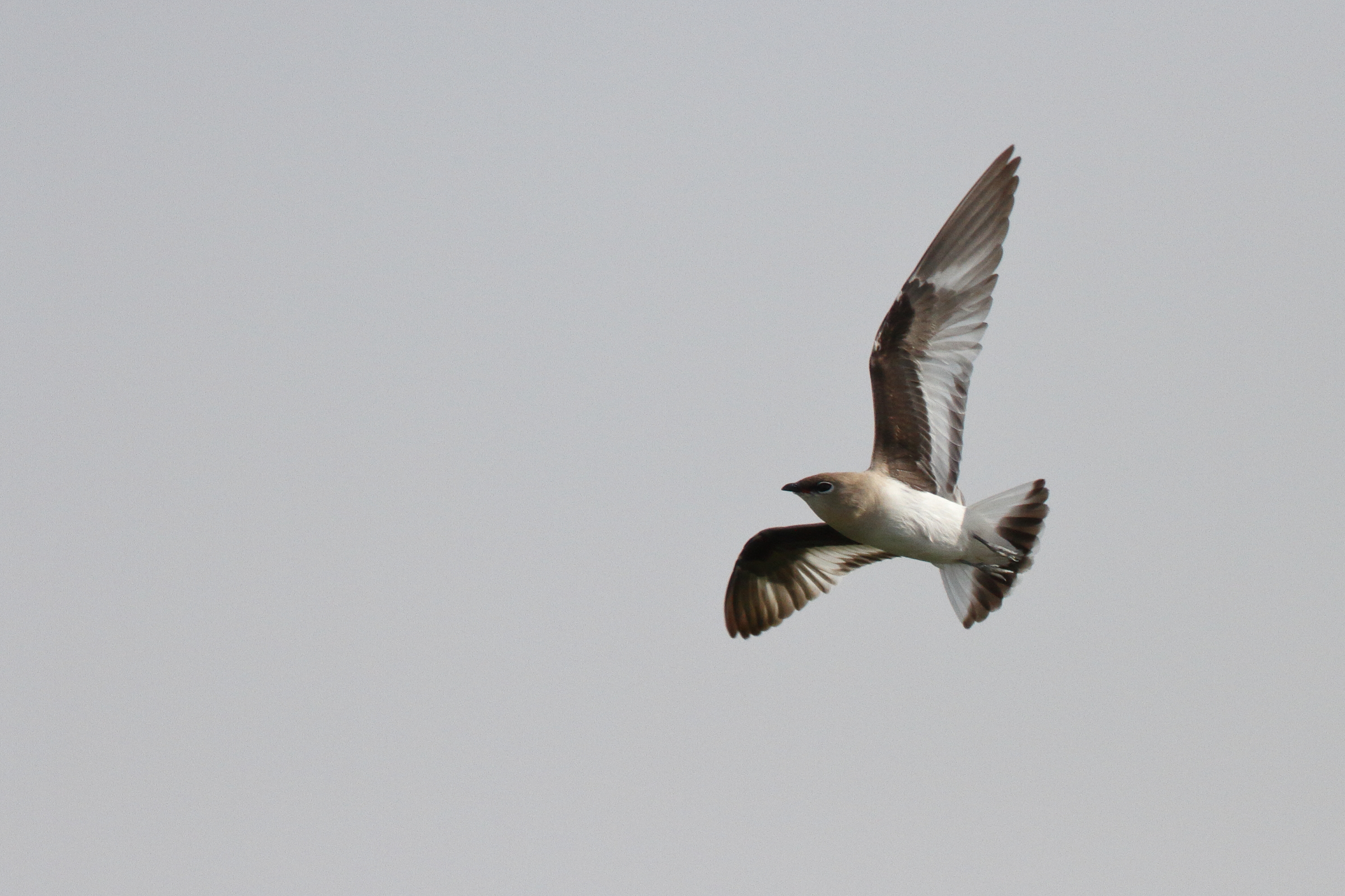 Small Pratincole. Qatar, 25 January 2013 © Neil G. Morris.