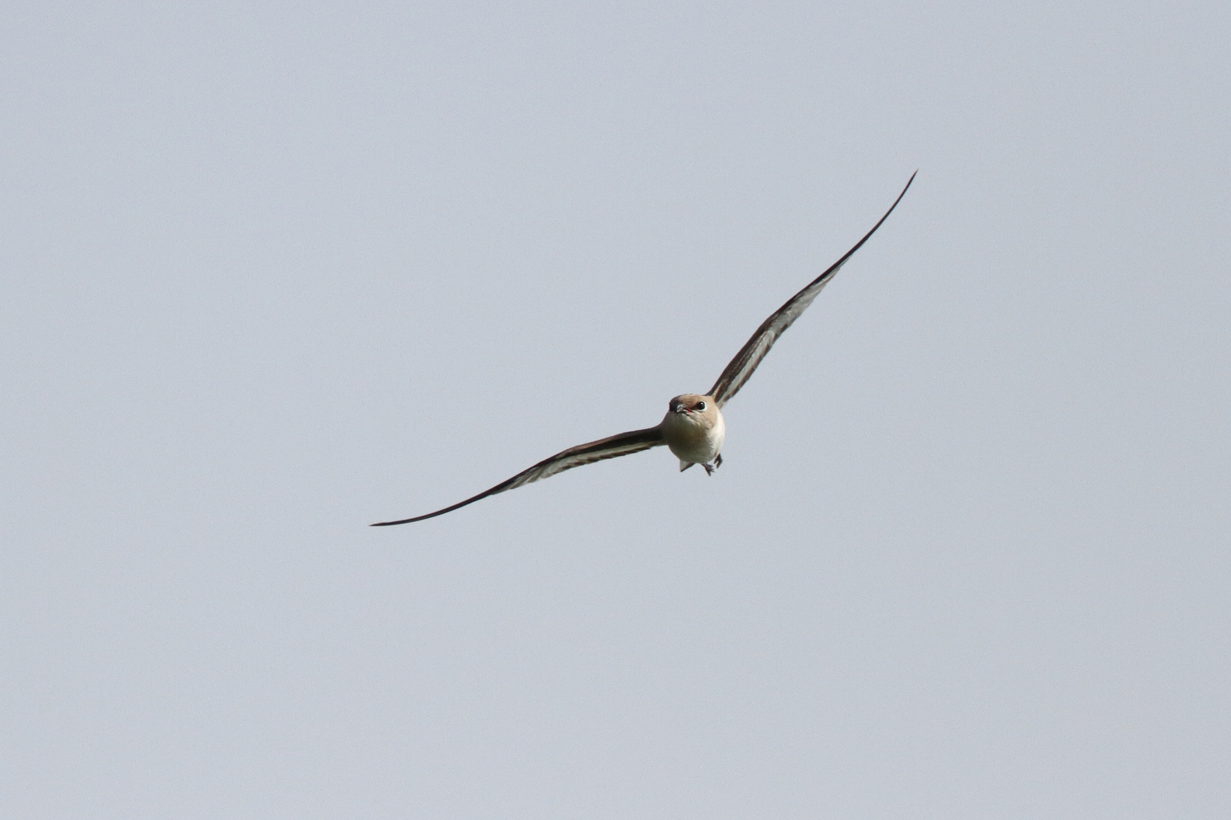 Small Pratincole. Qatar, 25 January 2013 © Neil G. Morris.