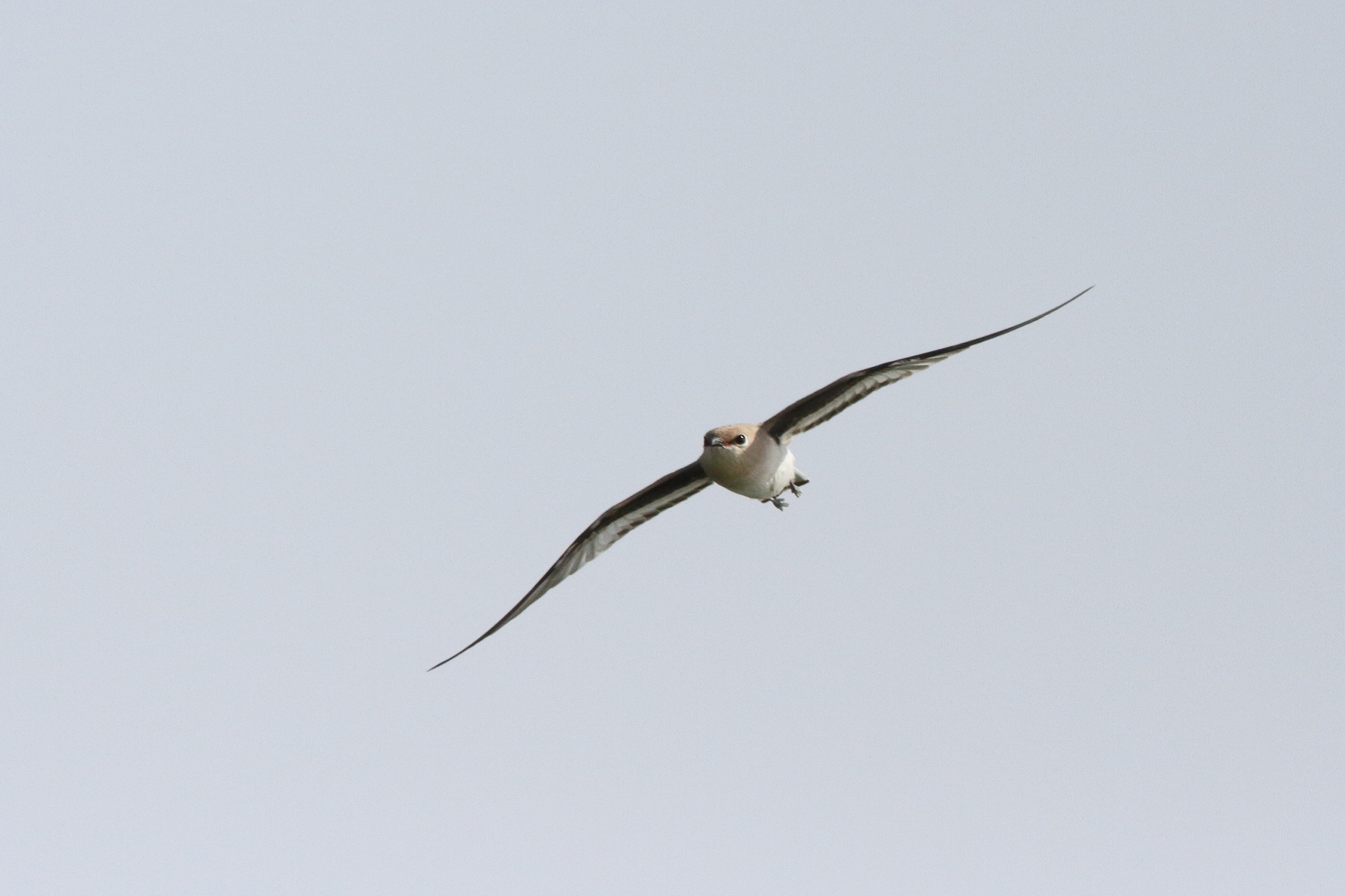 Small Pratincole. Qatar, 25 January 2013 © Neil G. Morris.