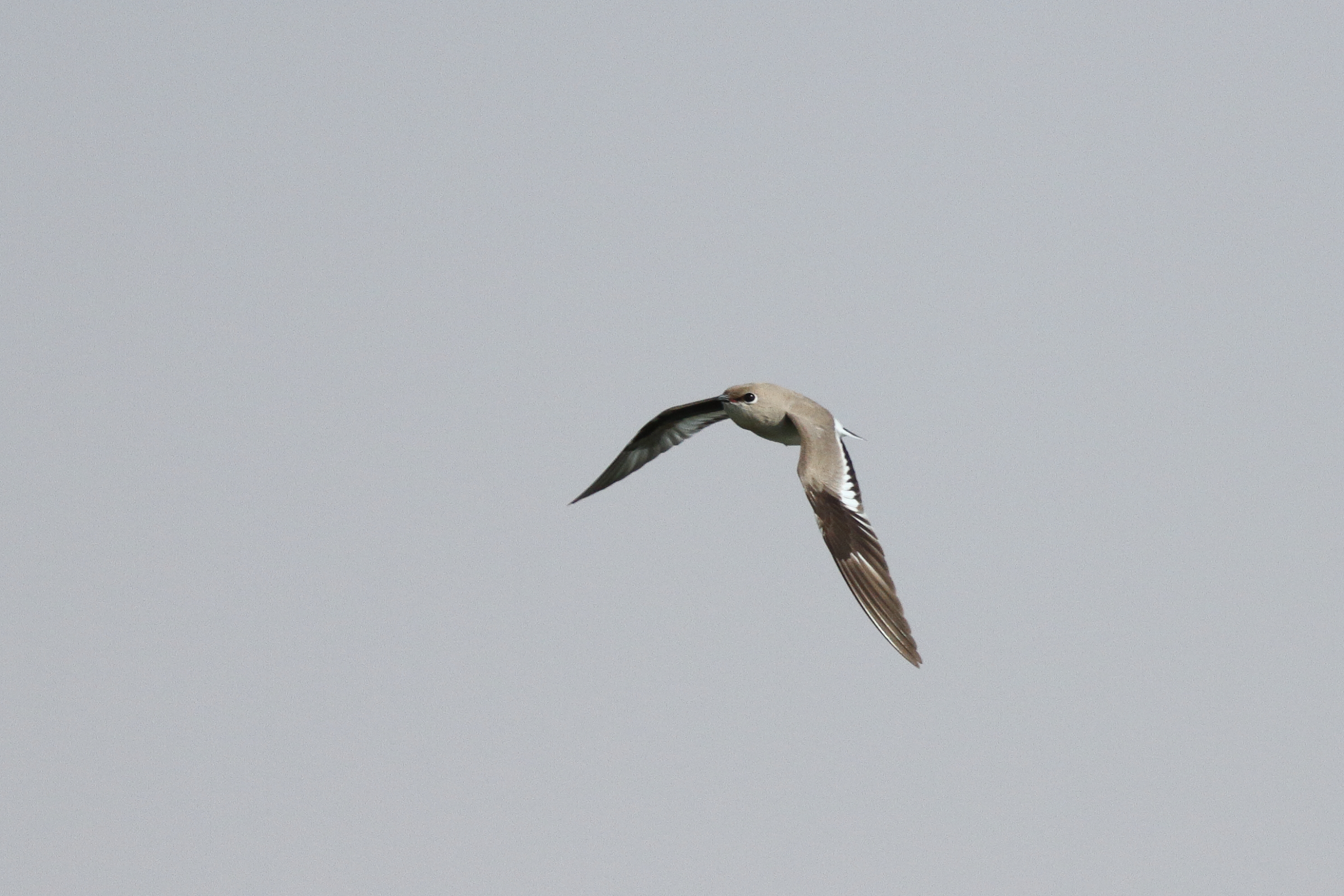 Small Pratincole. Qatar, 25 January 2013 © Neil G. Morris.