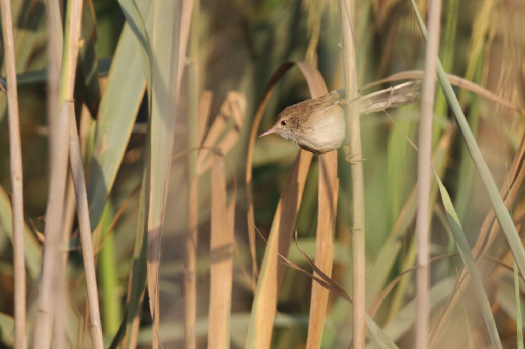 Delicate Prinia. Qatar, 26 October 2012 © Neil G. Morris.