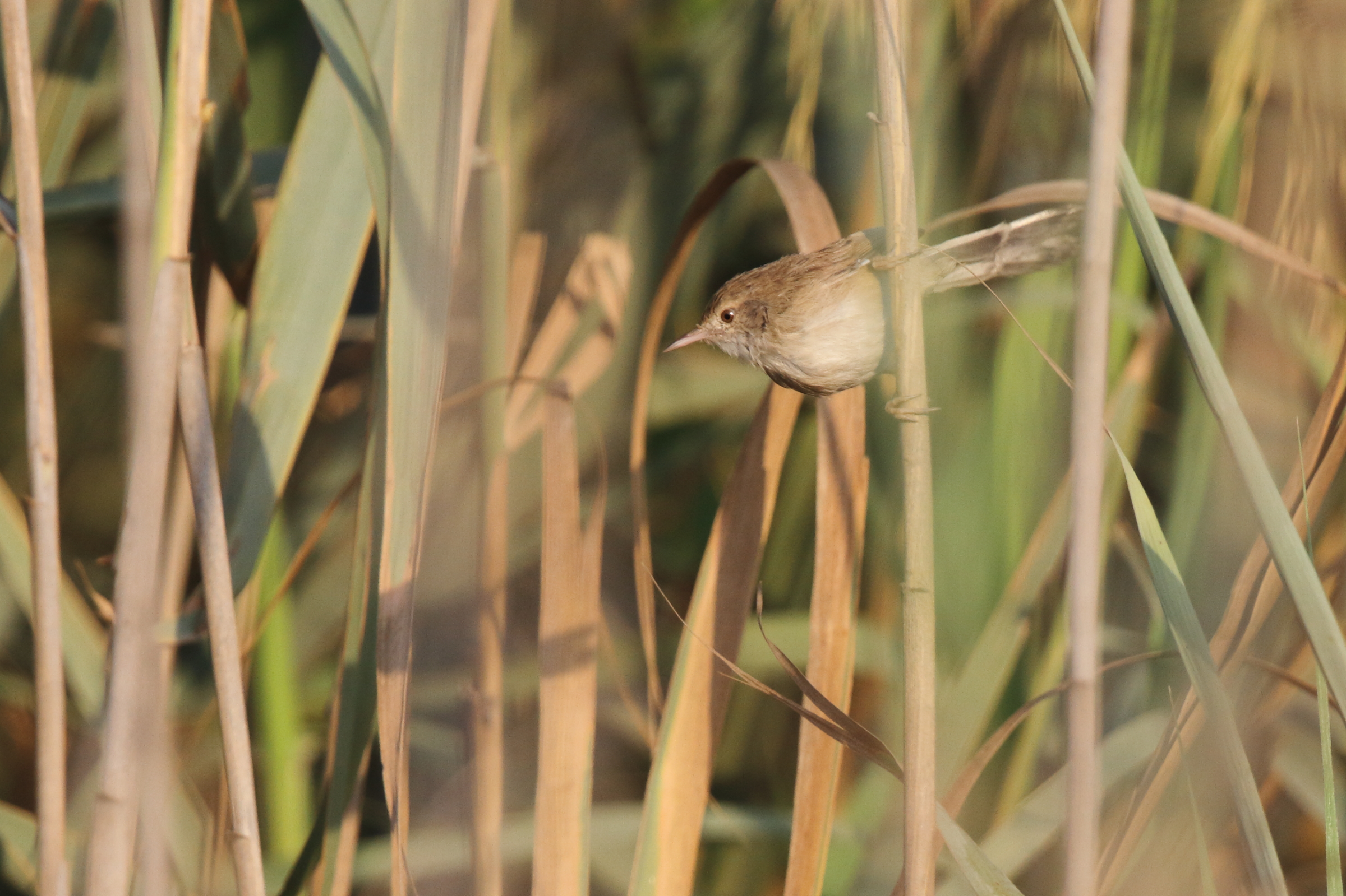 Prinia sp. Qatar, 26 October 2012 © Neil G. Morris.