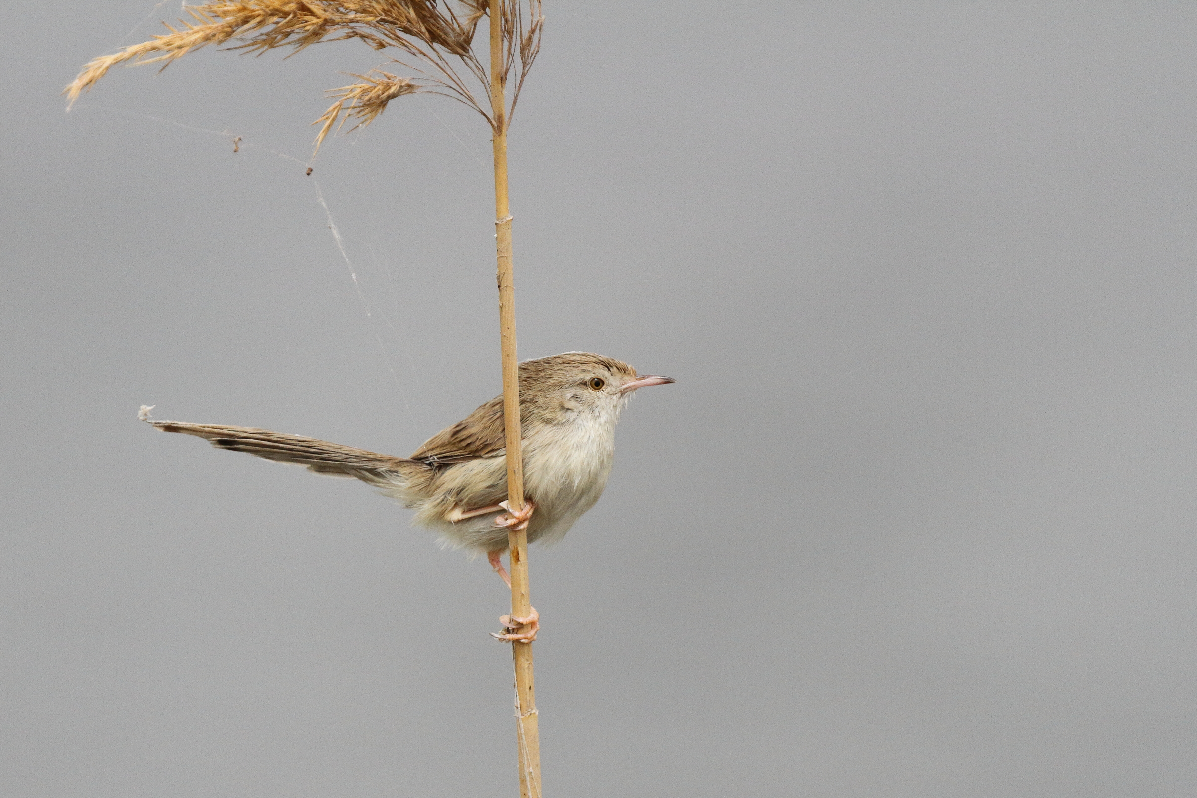 Prinia sp. Qatar, 20 March 2013 © Neil G. Morris.