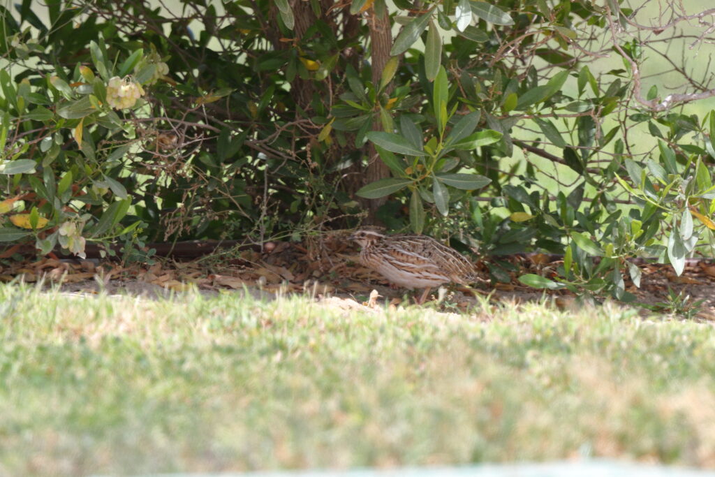 Common Quail. Qatar, 11 April 2013 © Neil G. Morris.