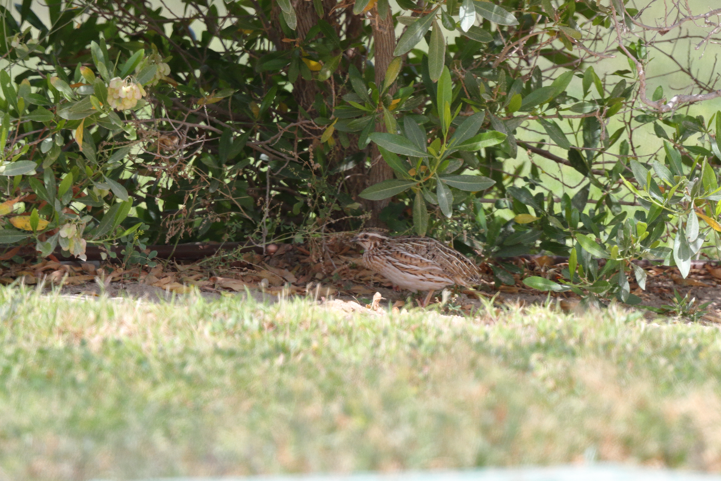 Common Quail. Qatar, 11 April 2013 © Neil G. Morris.