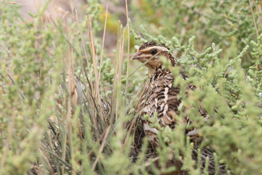 Common Quail. Qatar, 11 May 2014 © Neil G. Morris.