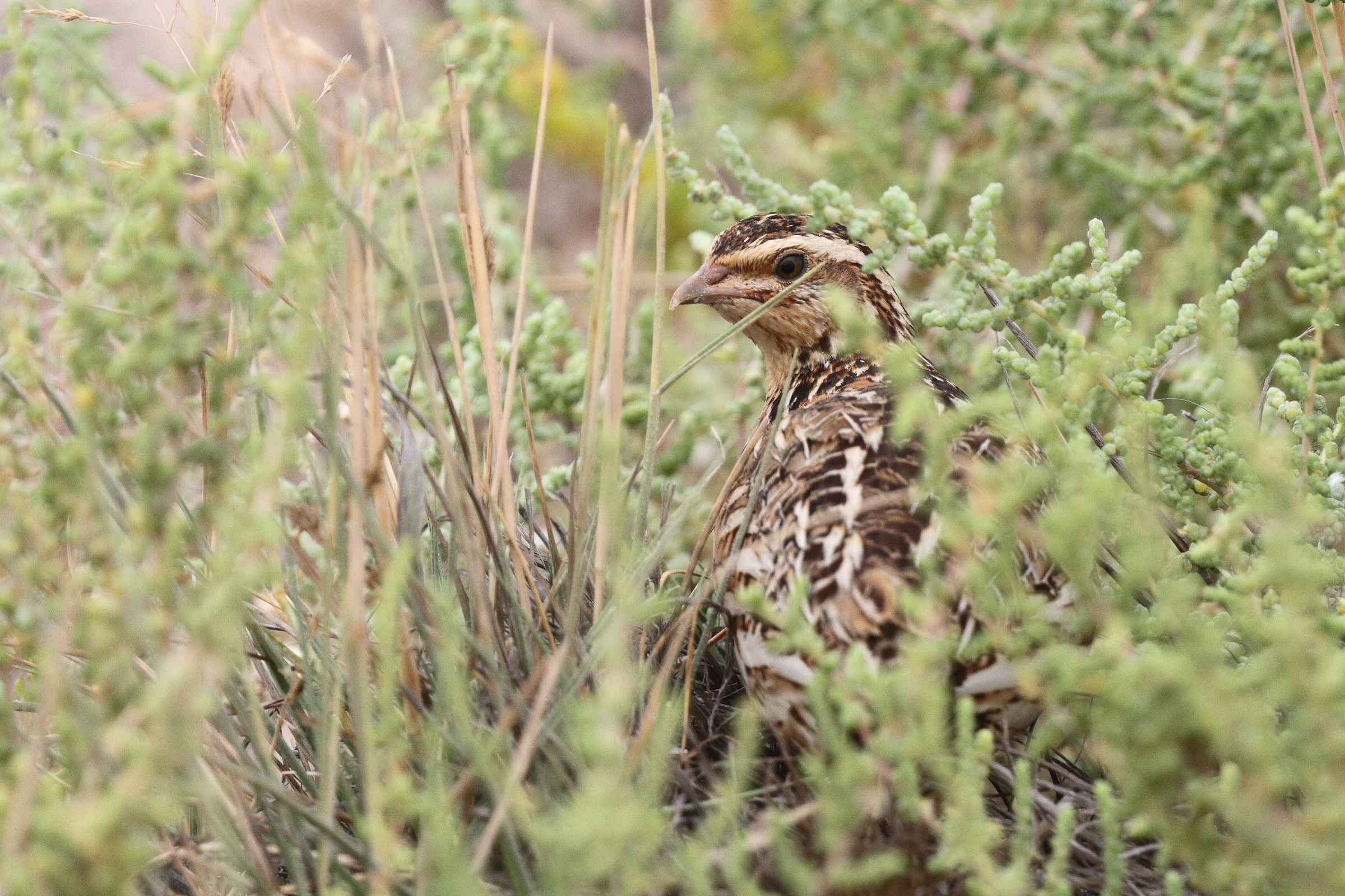 Common Quail. Qatar, 11 May 2014 © Neil G. Morris.