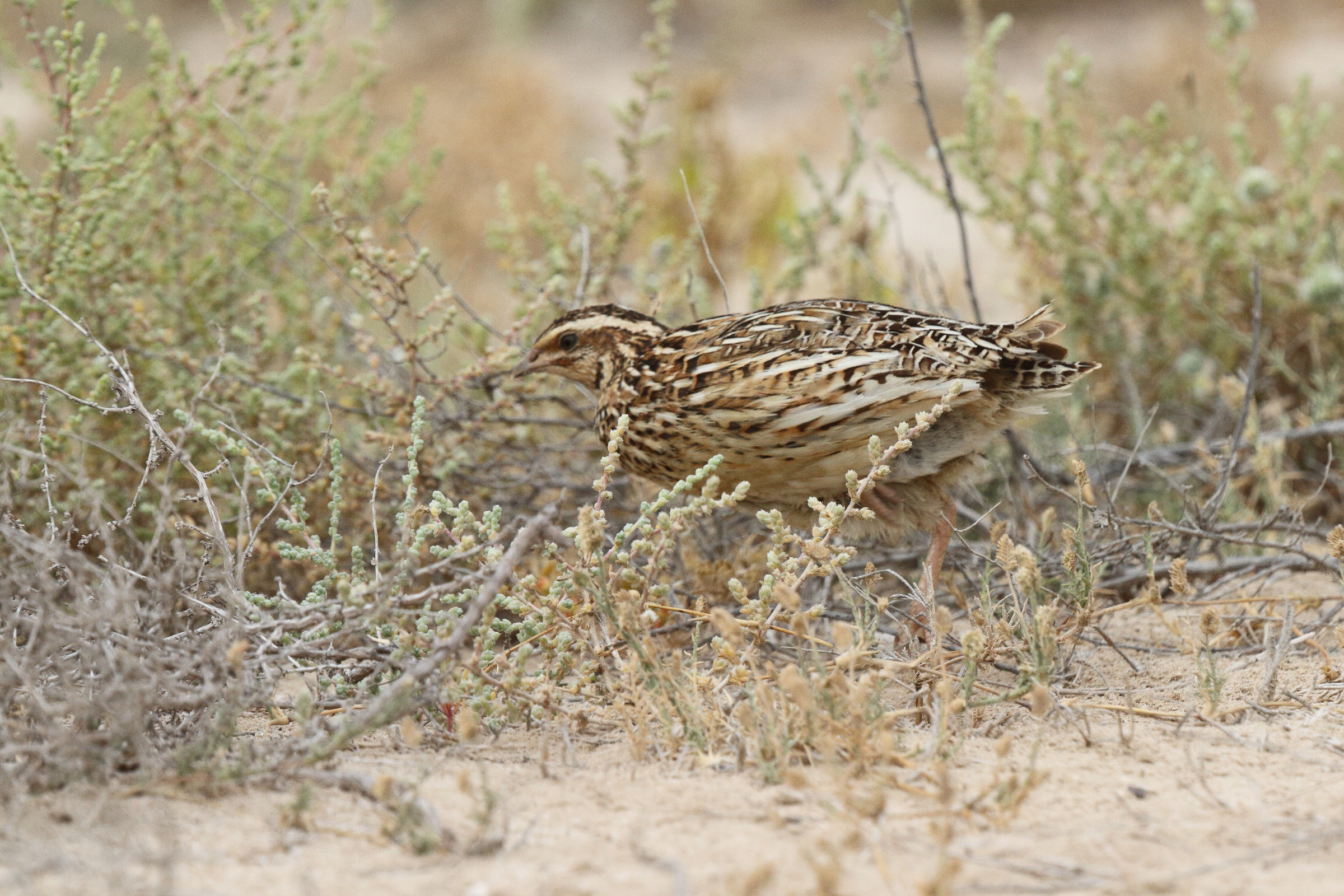 Common Quail. Qatar, 11 May 2014 © Neil G. Morris.