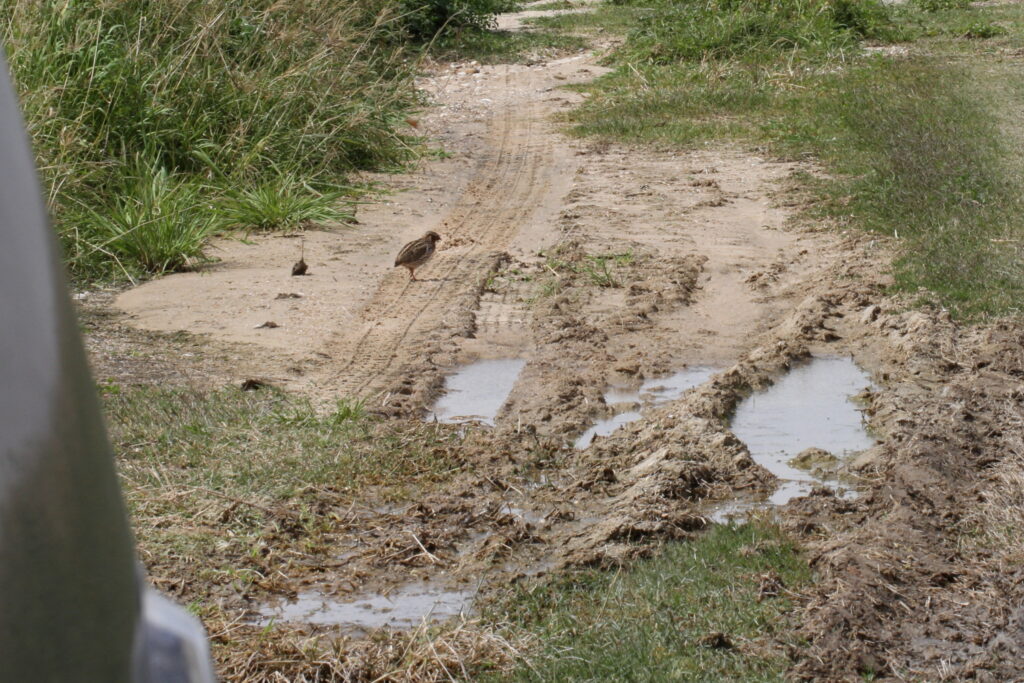 Common Quail. Qatar, 27 February 2014 © Neil G. Morris.