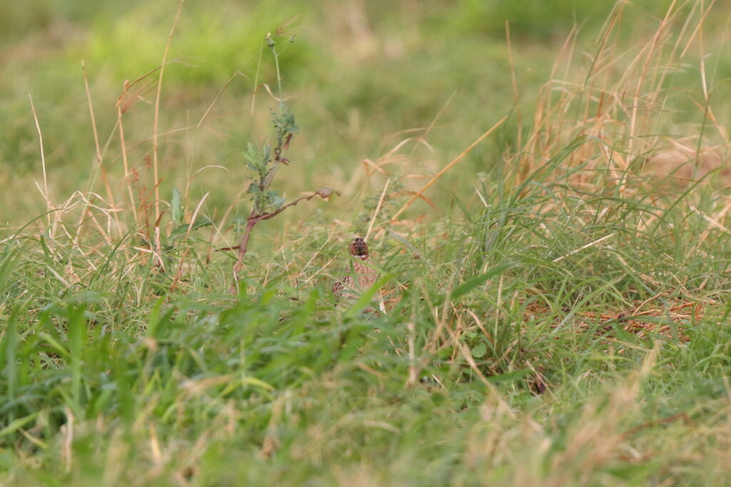 Common Quail. Qatar, 26 March 2014 © Neil G. Morris.