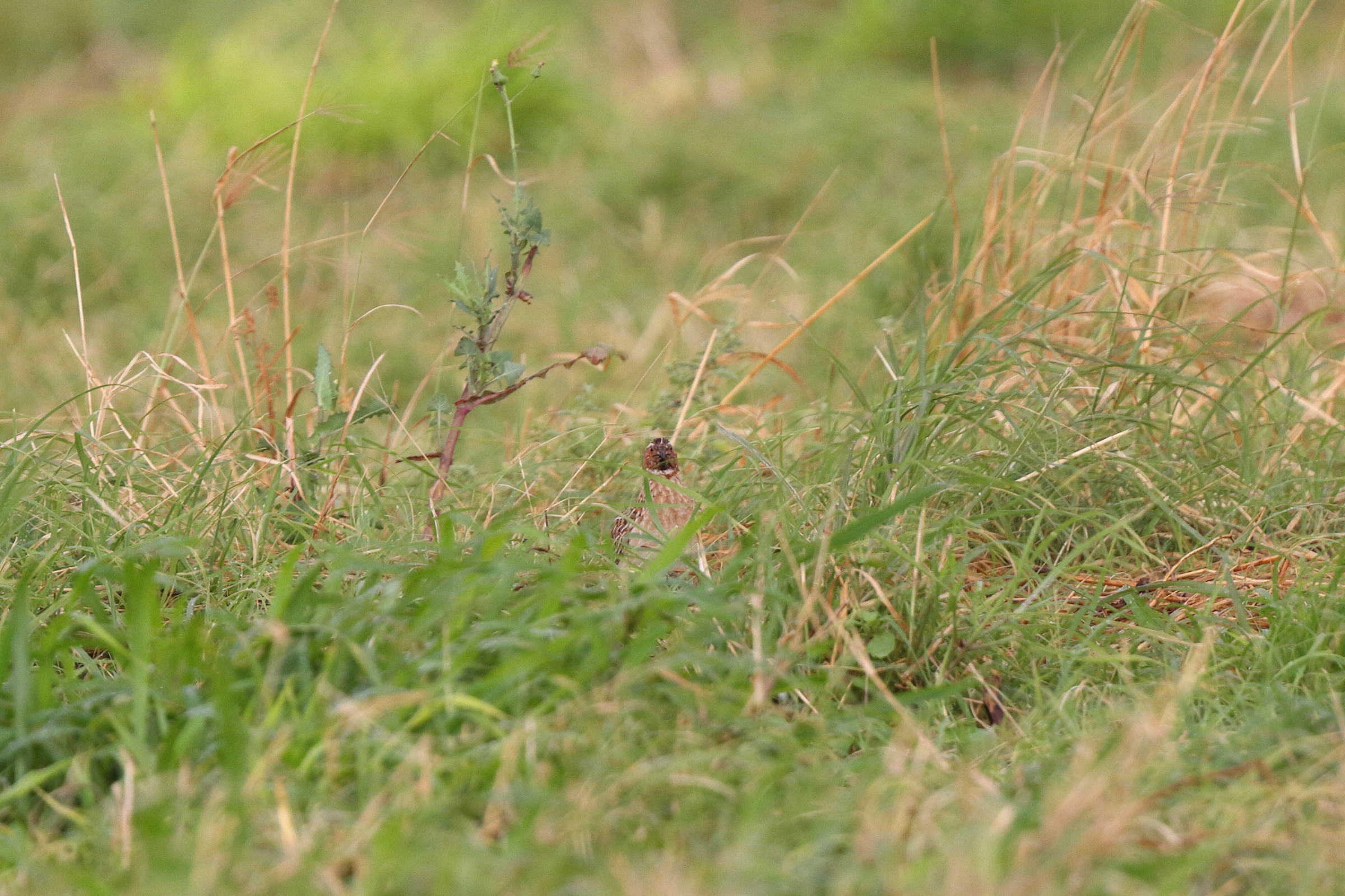 Common Quail. Qatar, 26 March 2014 © Neil G. Morris.