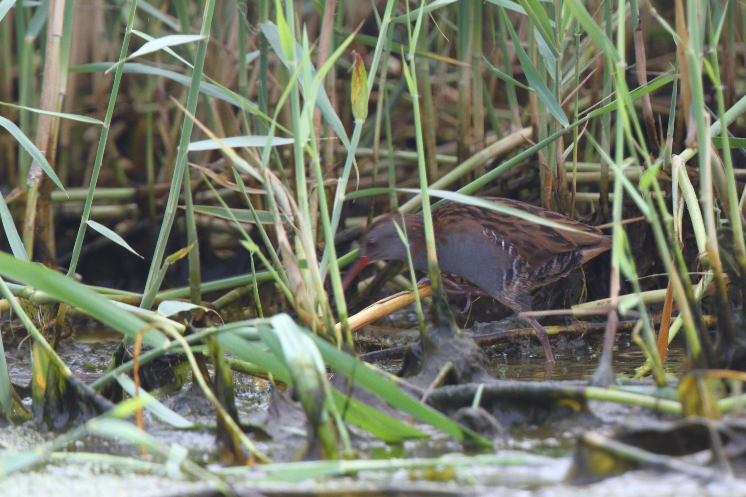 Water Rail. Qatar, 04 November 2012 © Neil G. Morris.