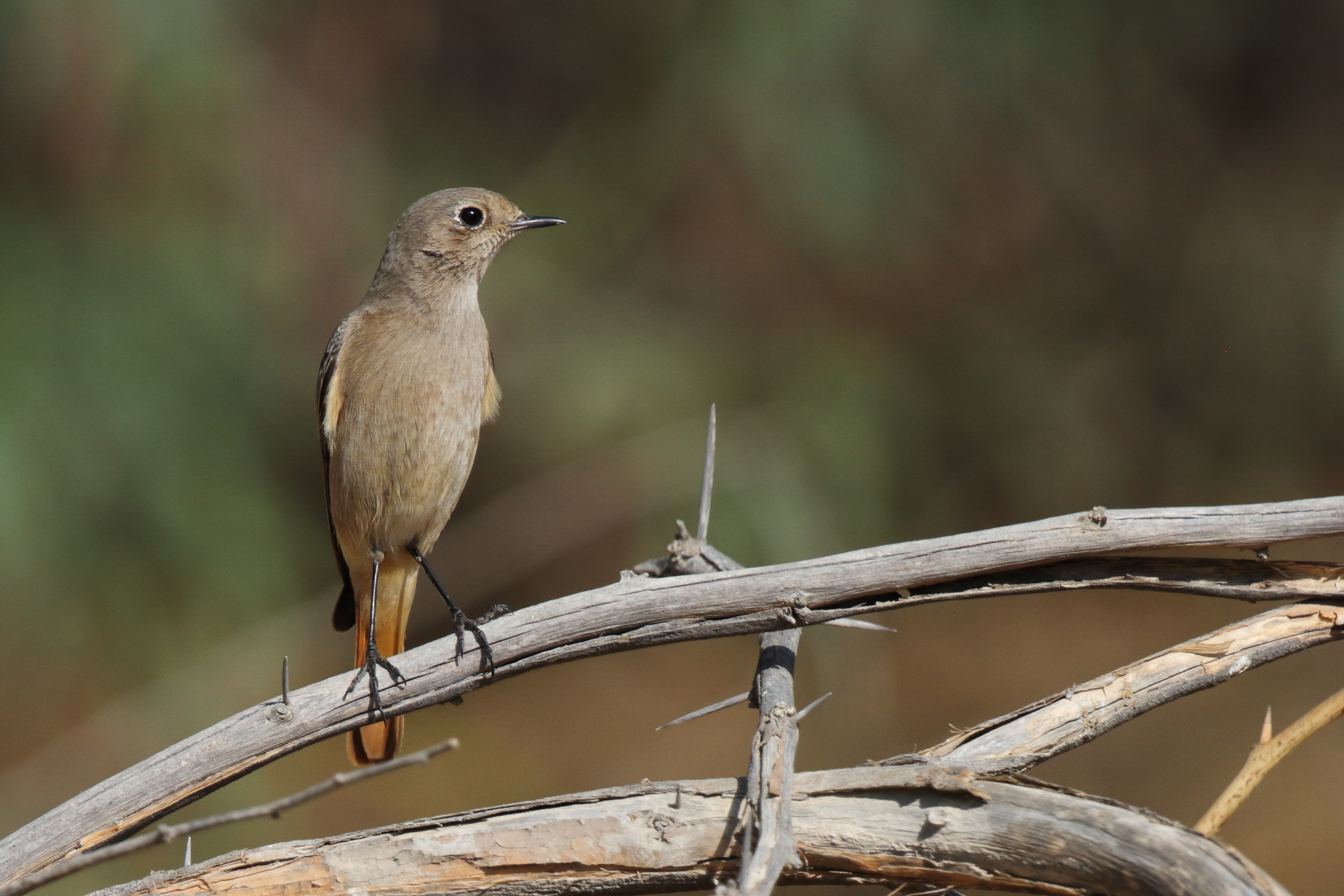 Black Redstart. Qatar, 08 November 2012 © Neil G. Morris.