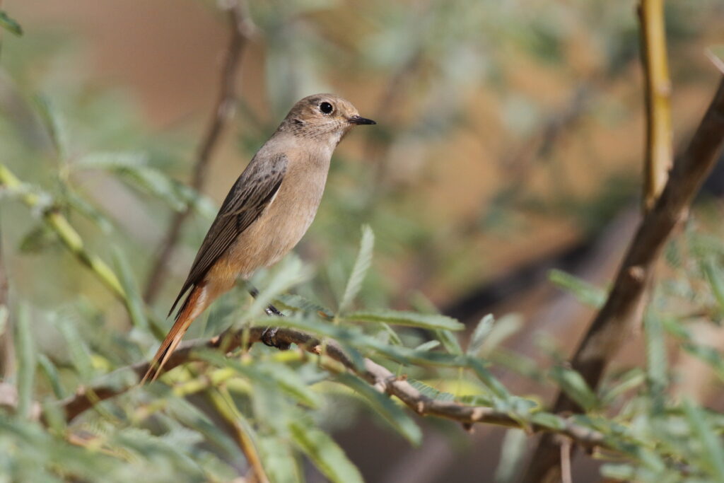 Black Redstart. Qatar, 08 November 2012 © Neil G. Morris.