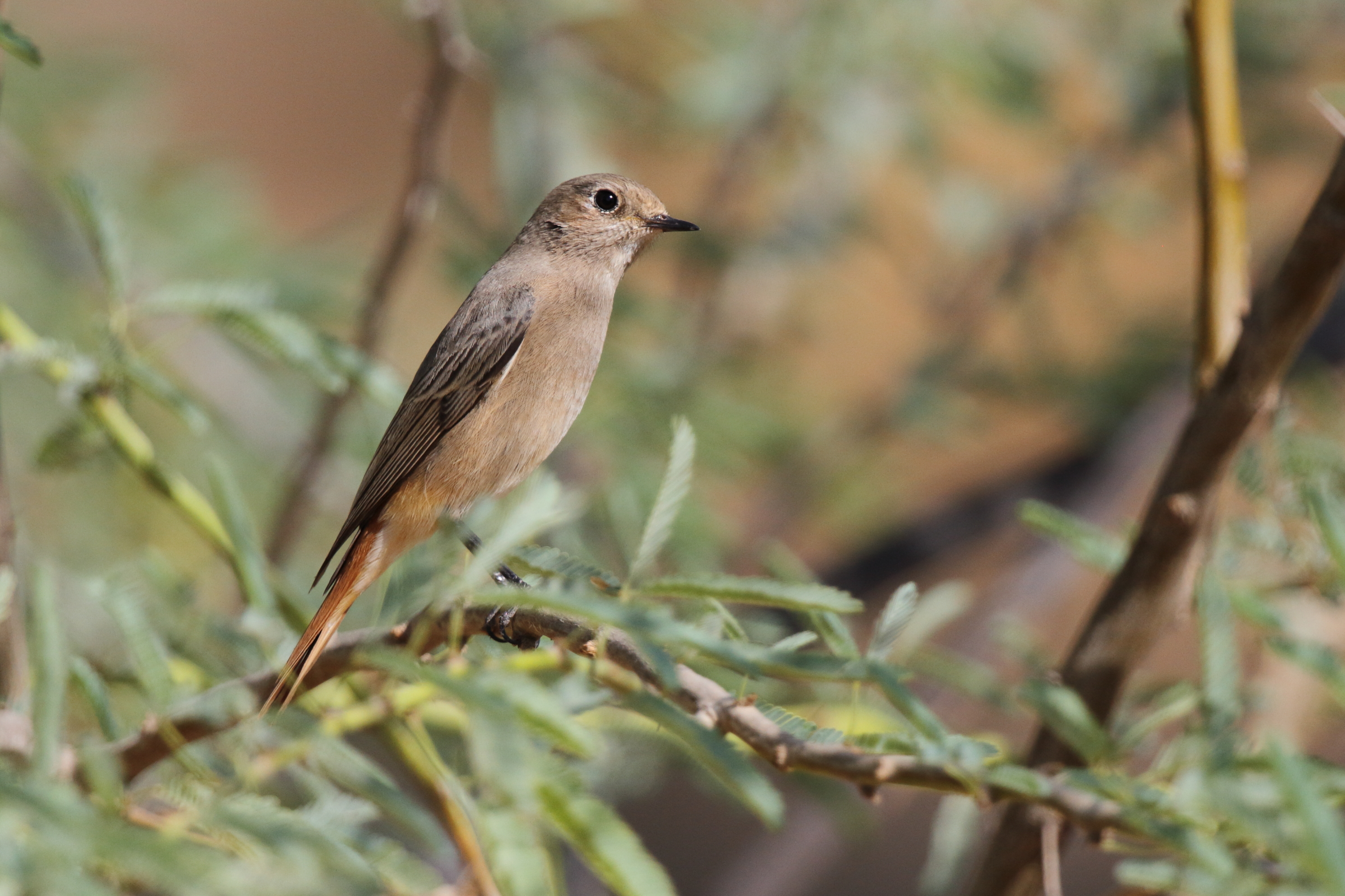 Black Redstart. Qatar, 08 November 2012 © Neil G. Morris.