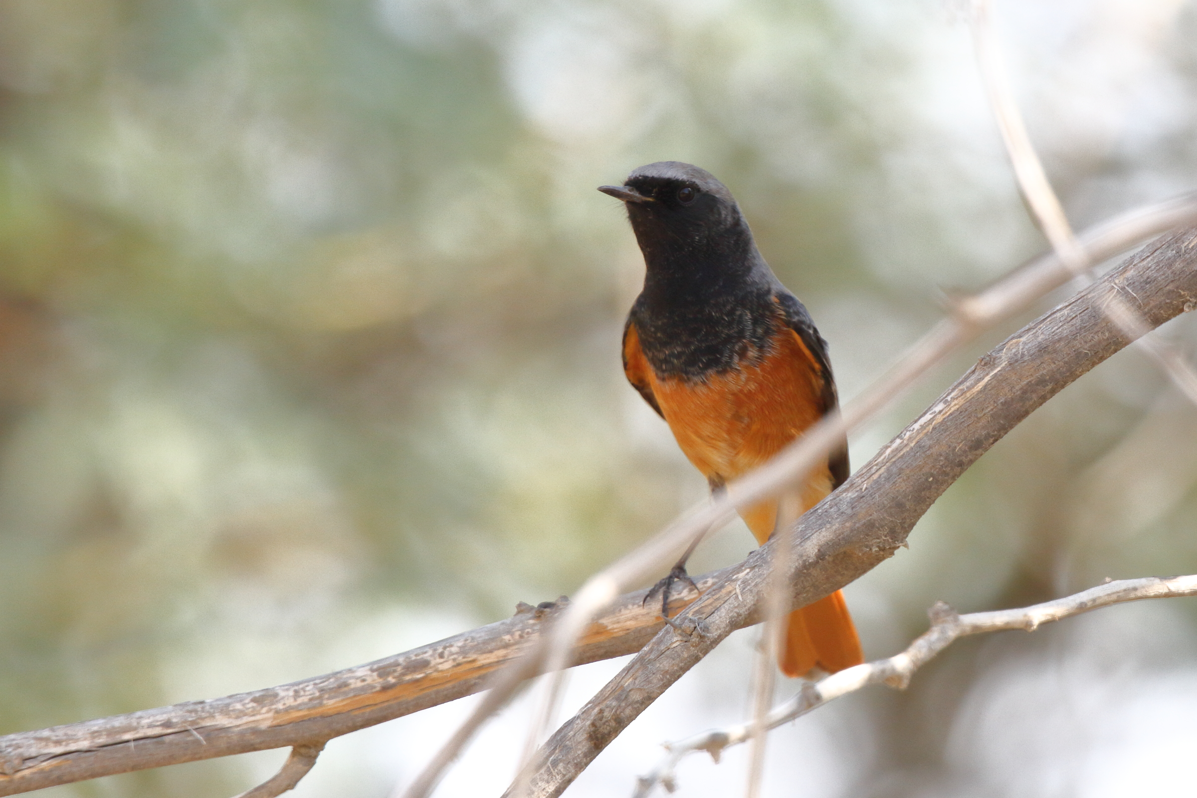 Black Redstart. Qatar, 08 November 2012 © Neil G. Morris.