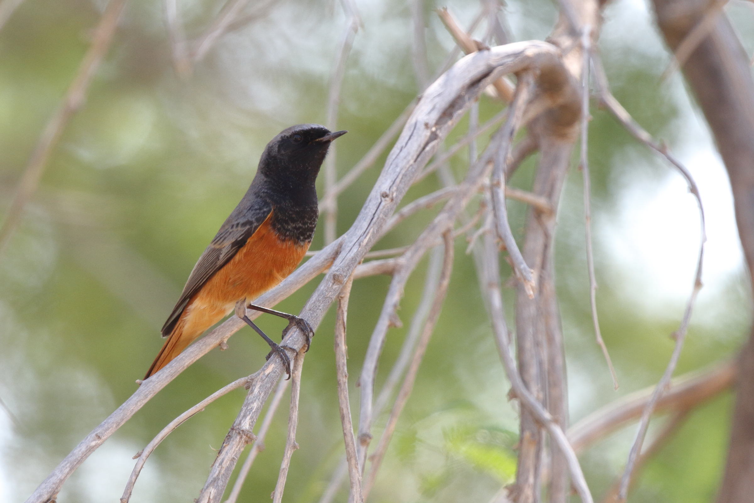 Black Redstart. Qatar, 08 November 2012 © Neil G. Morris.