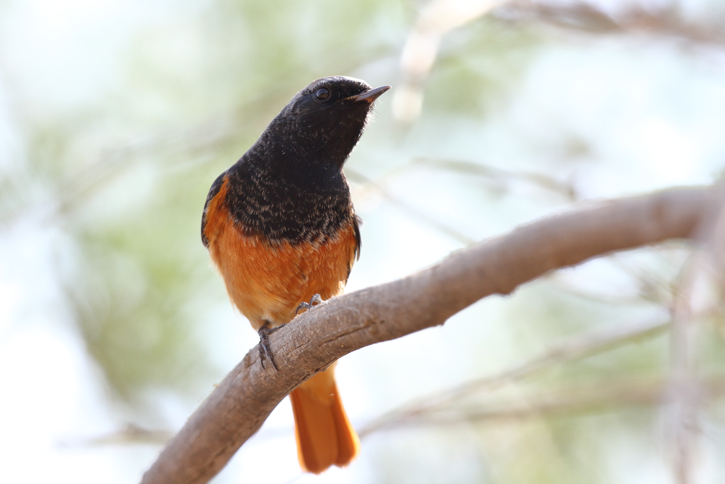 Black Redstart. Qatar, 08 November 2012 © Neil G. Morris.