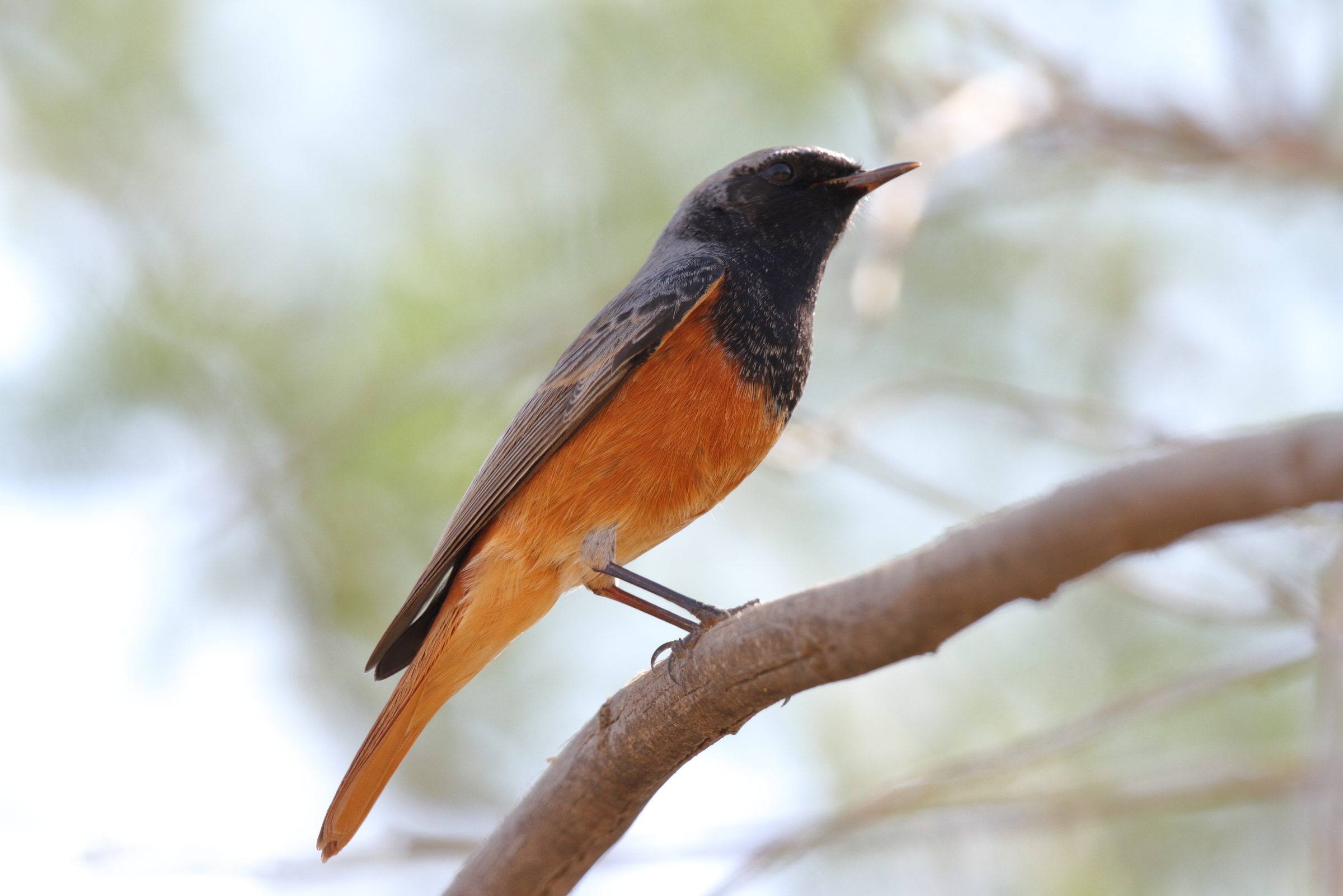 Black Redstart. Qatar, 08 November 2012 © Neil G. Morris.