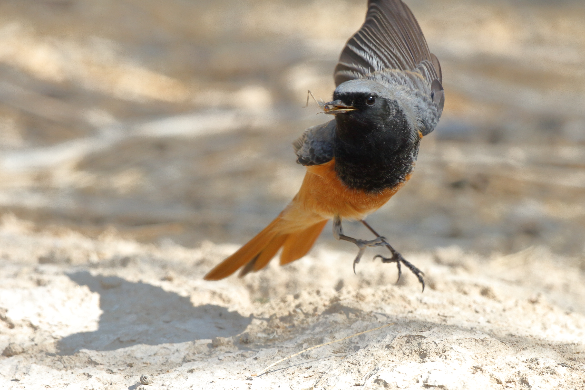Black Redstart. Qatar, 08 November 2012 © Neil G. Morris.