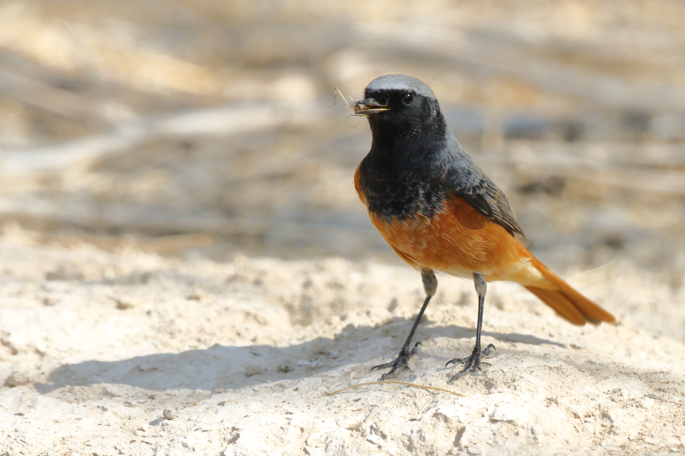 Black Redstart. Qatar, 08 November 2012 © Neil G. Morris.