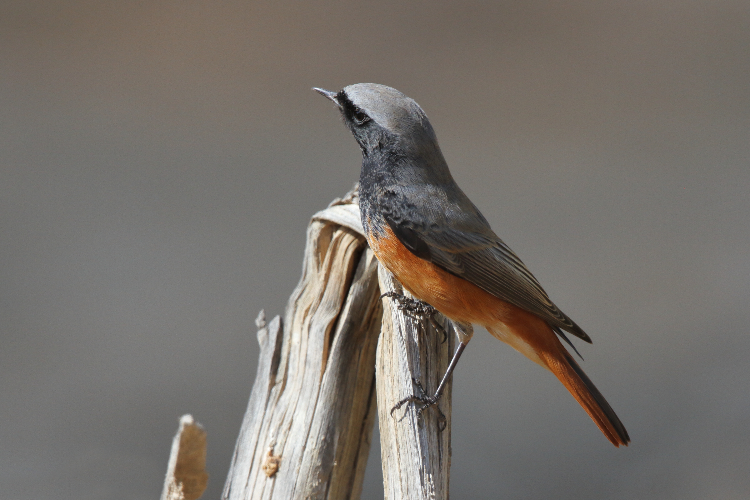 Black Redstart. Qatar, 08 November 2012 © Neil G. Morris.