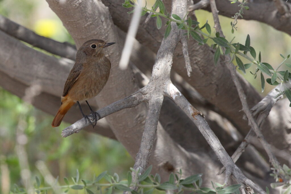 Black Redstart. Qatar, 03 March 2013 © Neil G. Morris.