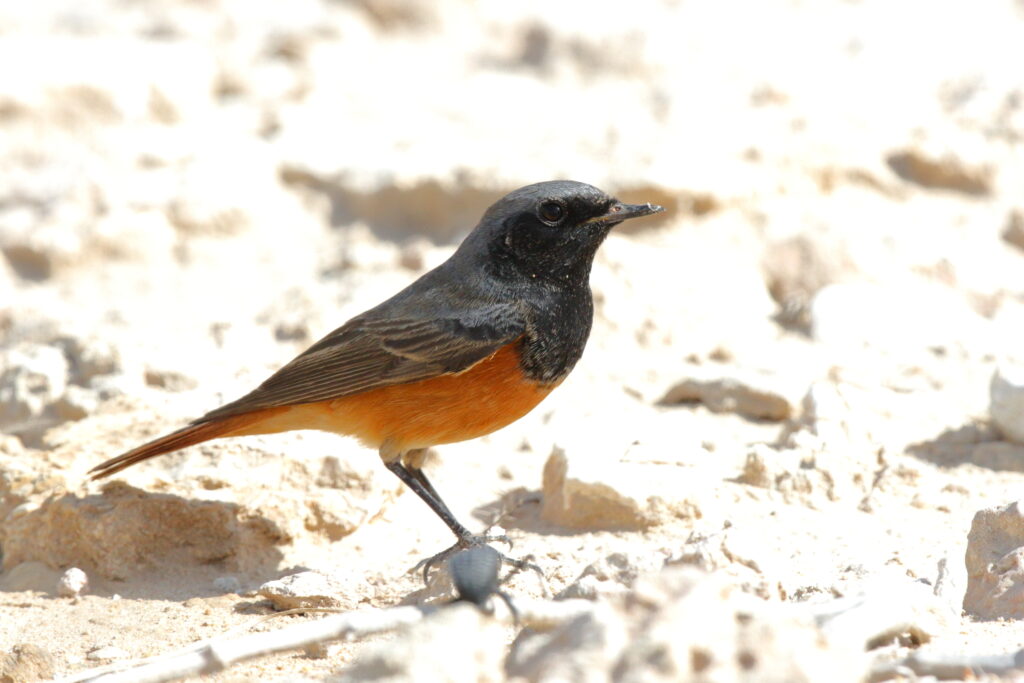 Black Redstart. Qatar, 04 March 2013 © Neil G. Morris.