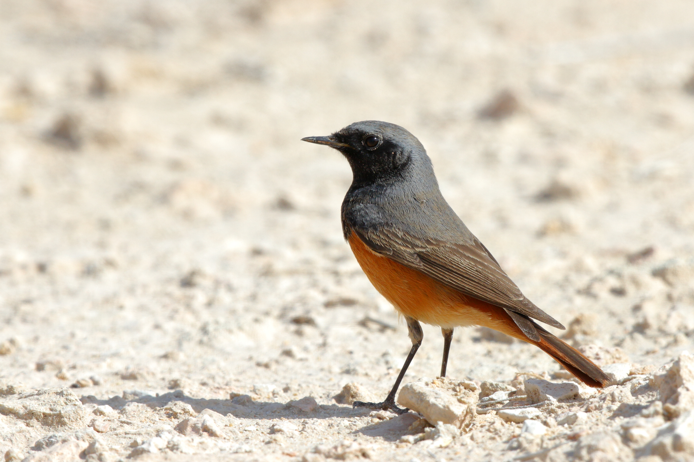 Black Redstart. Qatar, 04 March 2013 © Neil G. Morris.