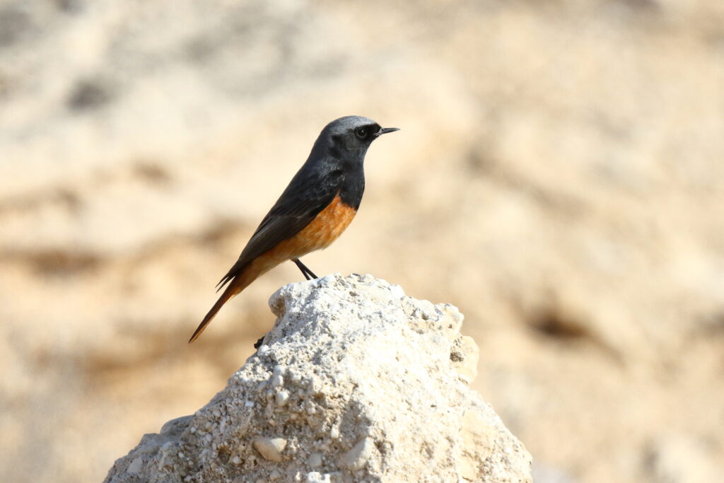 Black Redstart. Qatar, 03 March 2016 © Neil G. Morris.