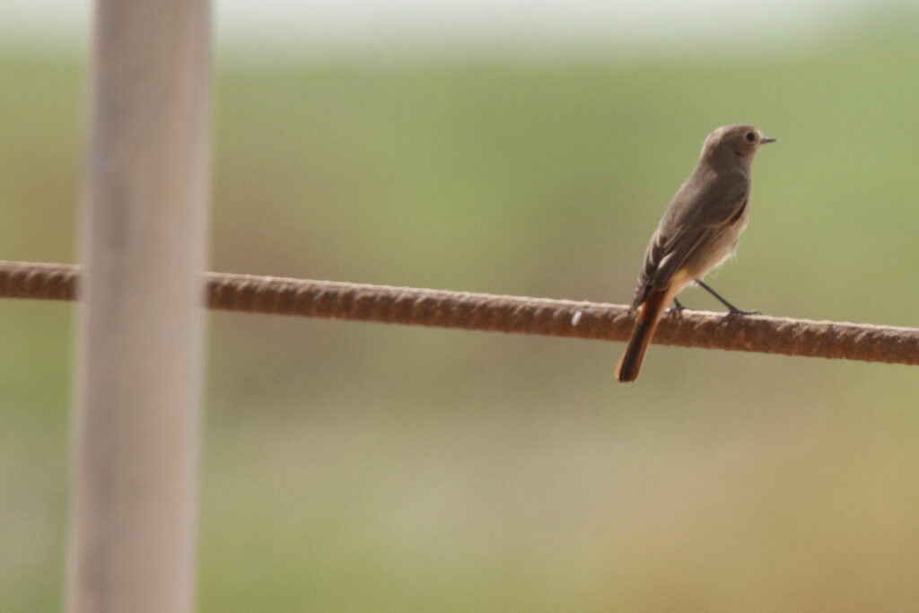 Common Redstart. Qatar, 21 October 2012 © Neil G. Morris.